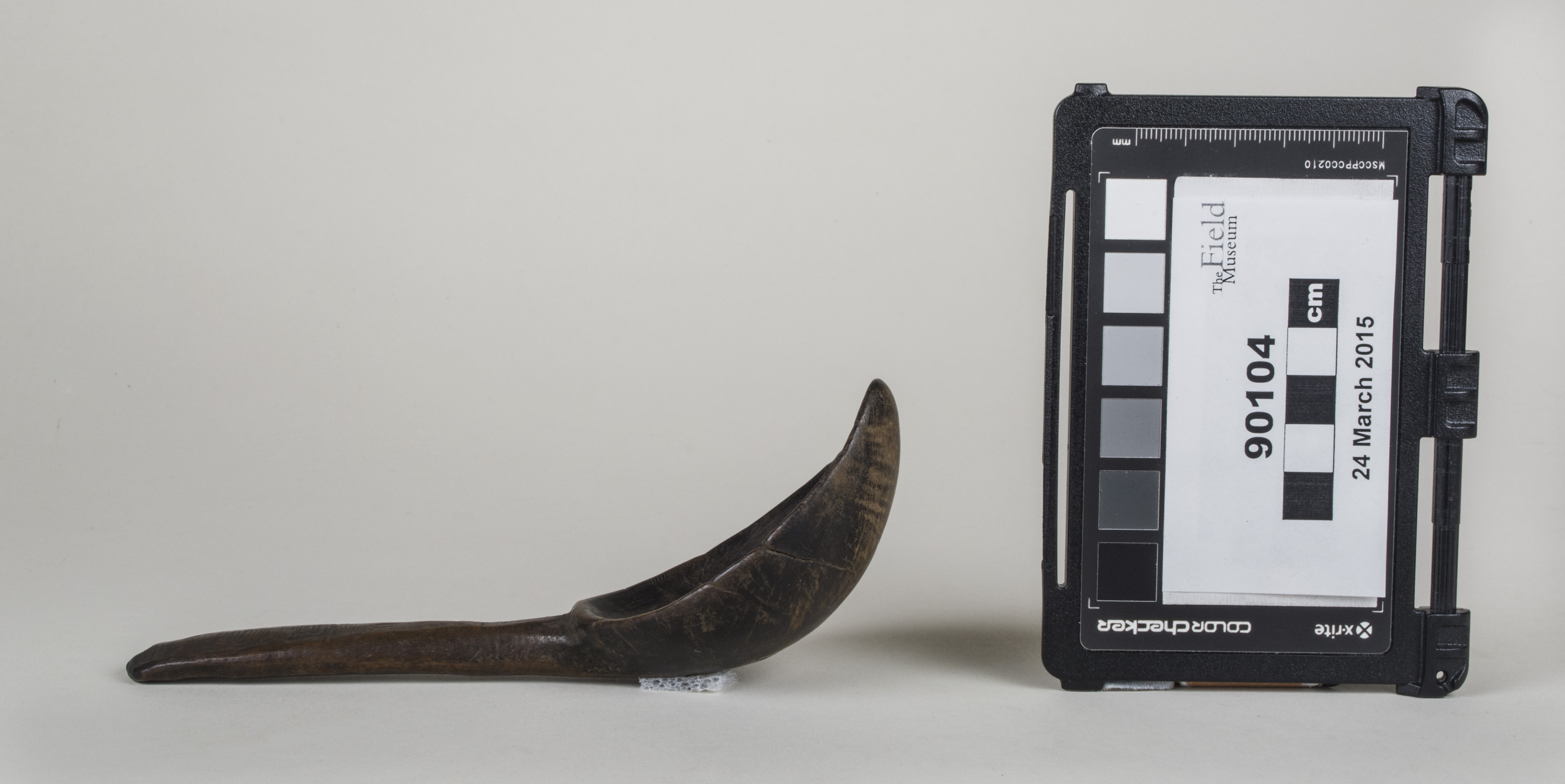 Side view (c) Field Museum of Natural History - CC BY-NC 4.0