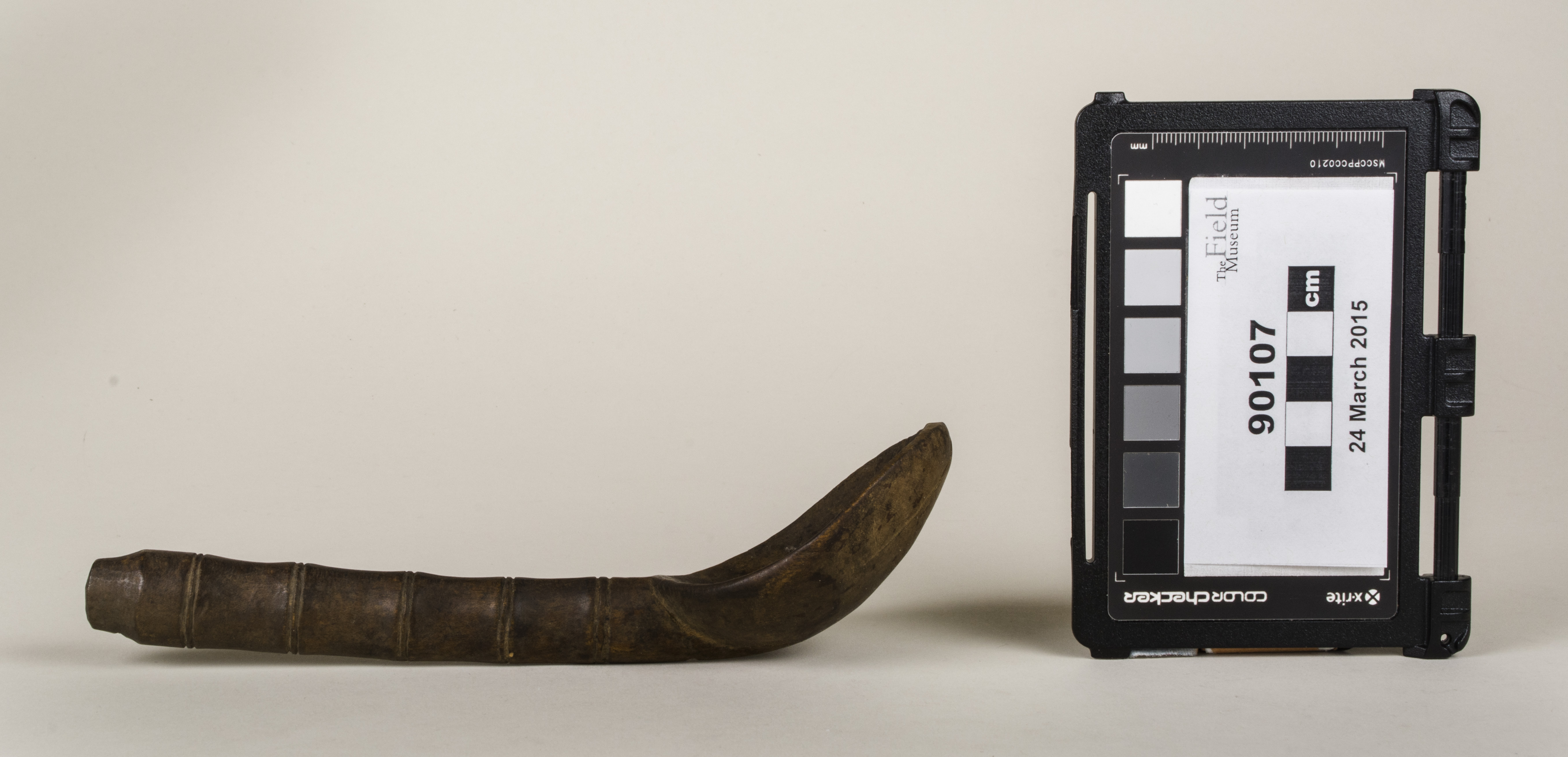 Side view (c) Field Museum of Natural History - CC BY-NC 4.0