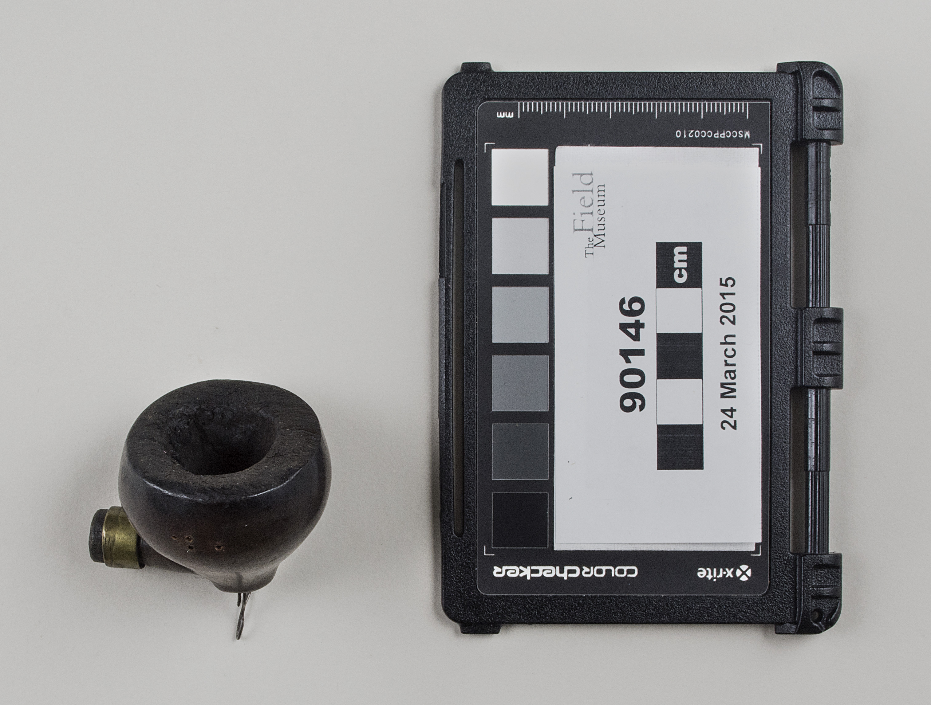 Top view (c) Field Museum of Natural History - CC BY-NC 4.0