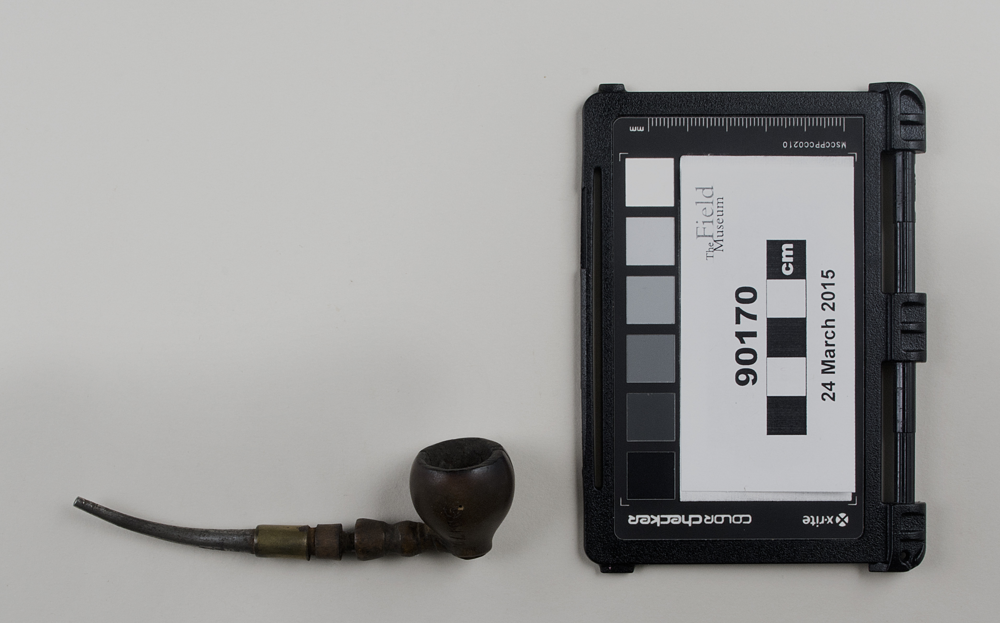 Top view (c) Field Museum of Natural History - CC BY-NC 4.0