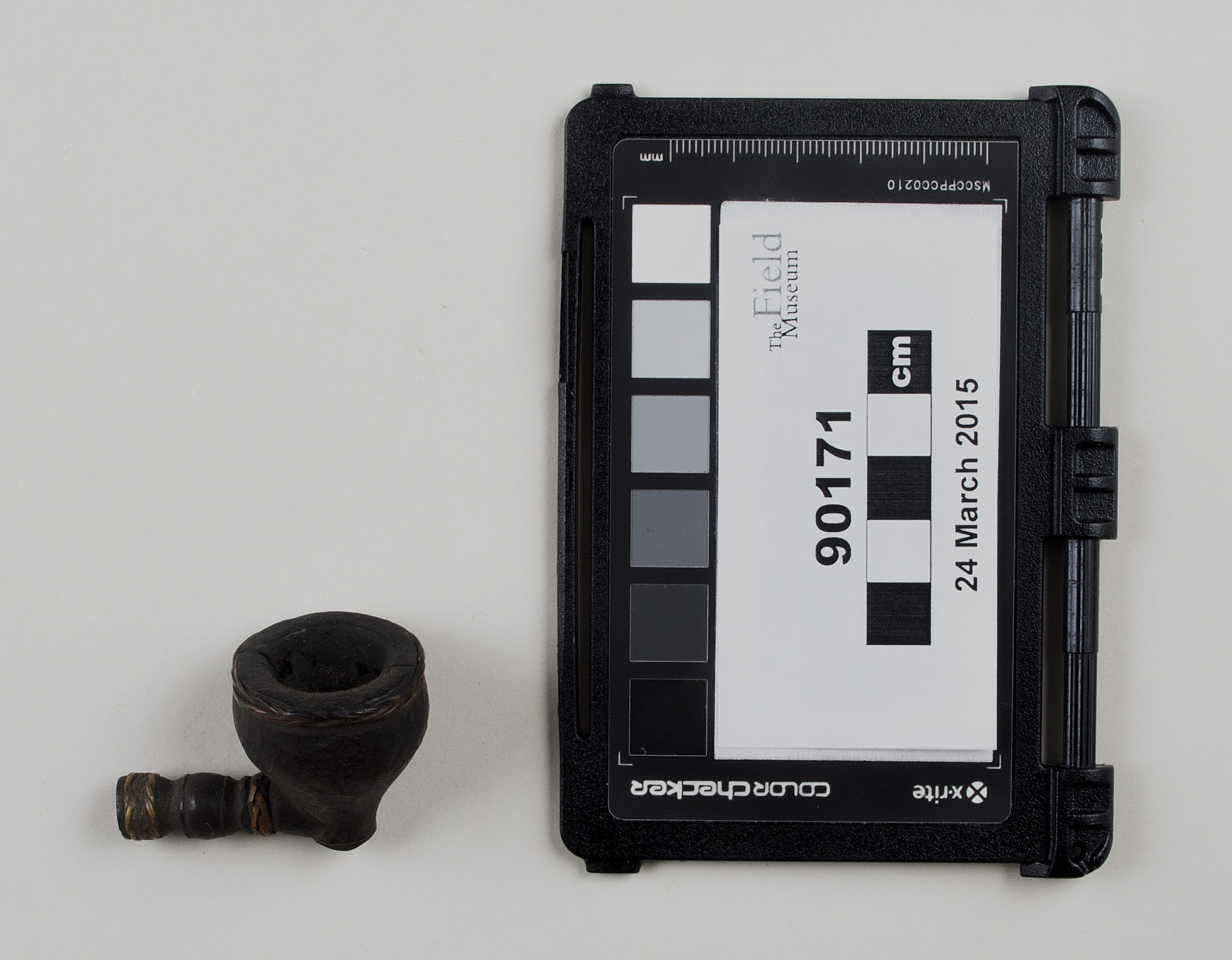 Top view (c) Field Museum of Natural History - CC BY-NC 4.0