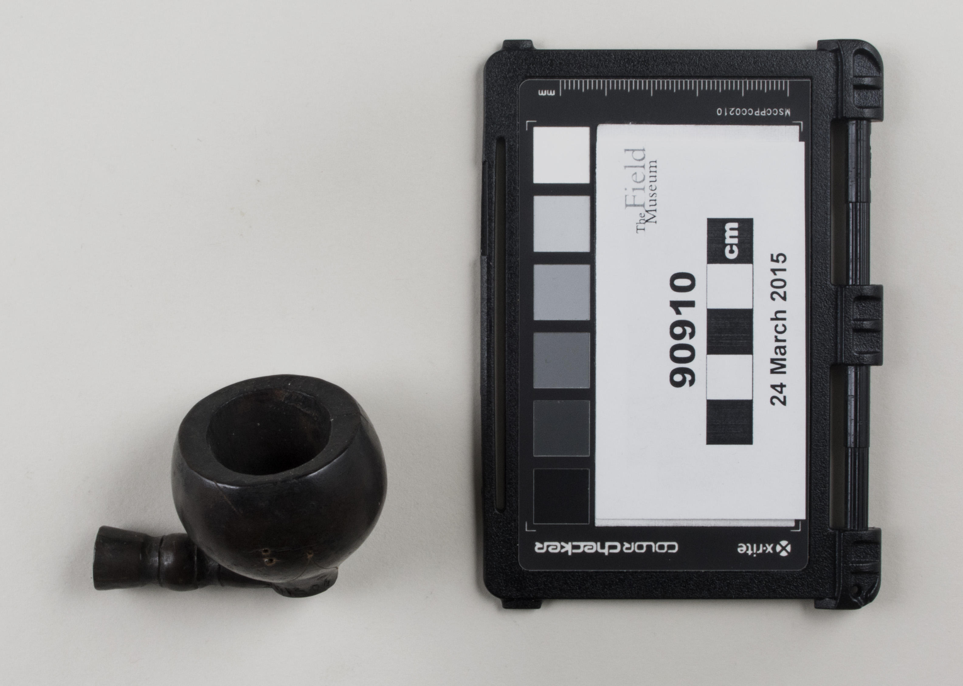 Top view (c) Field Museum of Natural History - CC BY-NC 4.0