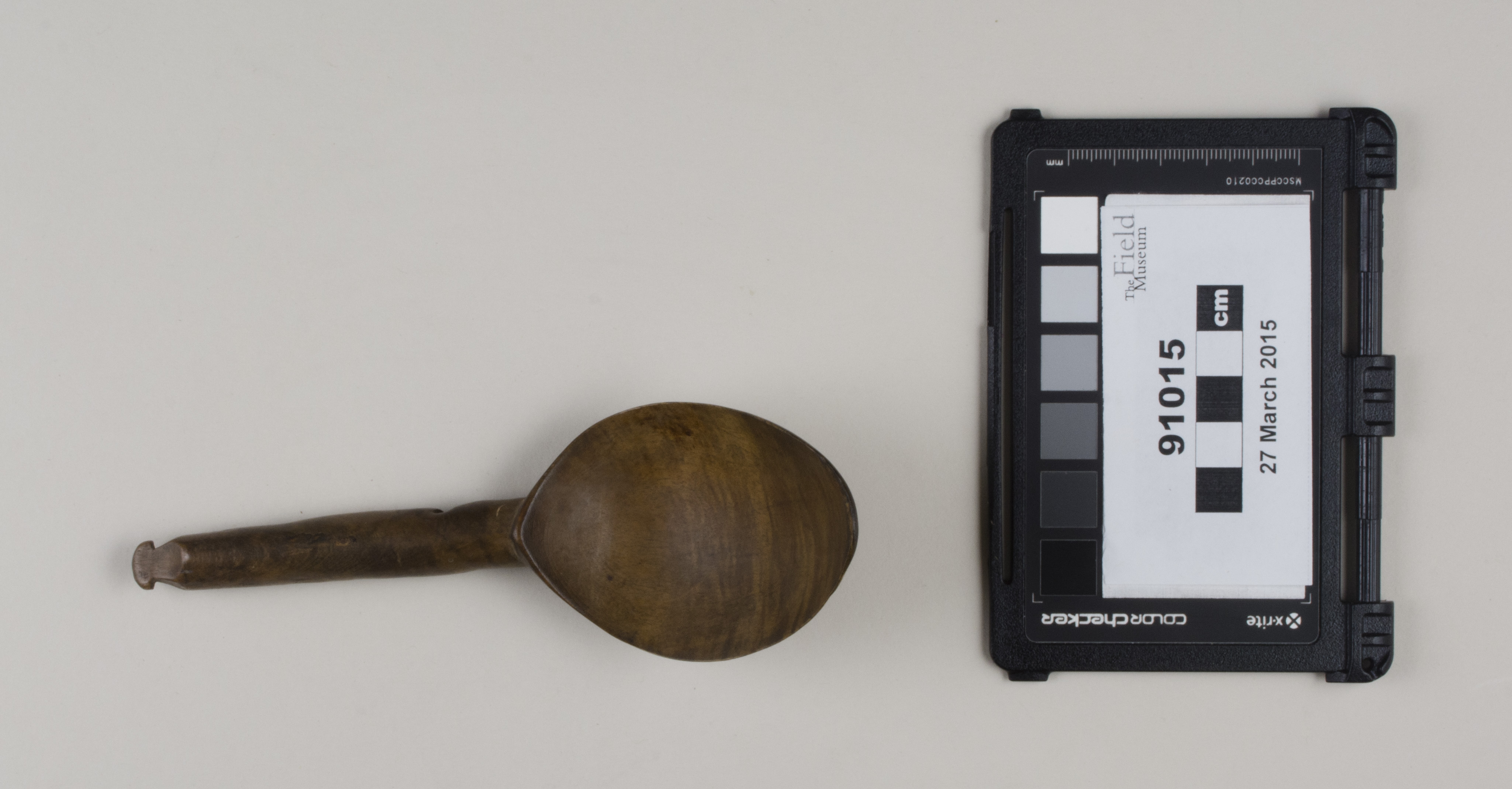 Top view (c) Field Museum of Natural History - CC BY-NC 4.0