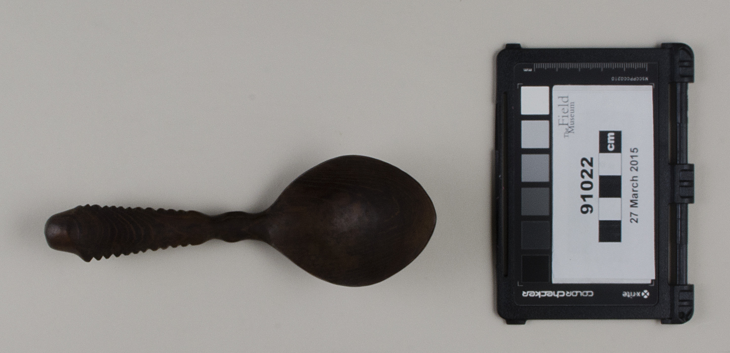 Top view (c) Field Museum of Natural History - CC BY-NC 4.0