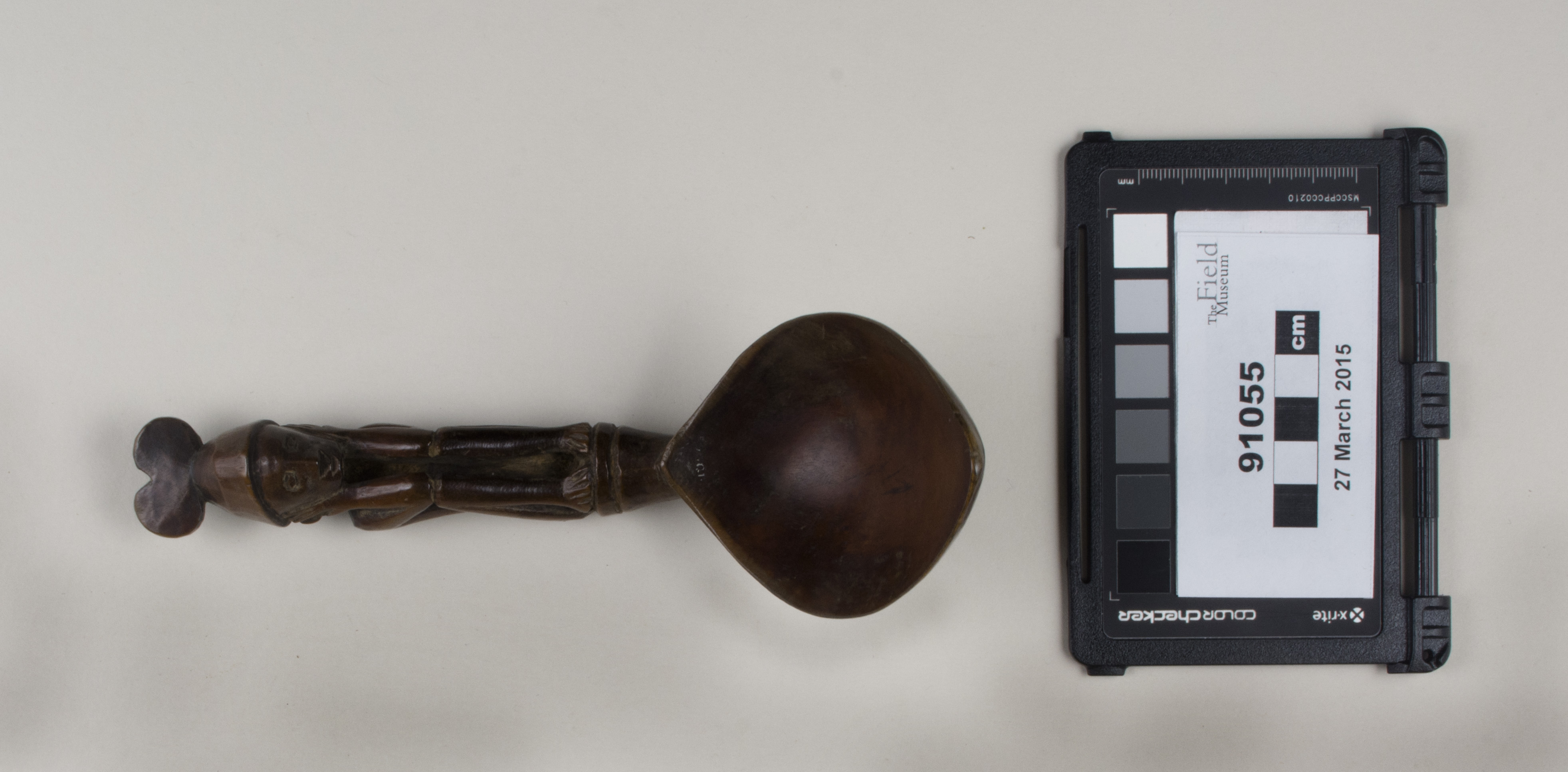 Top view (c) Field Museum of Natural History - CC BY-NC 4.0