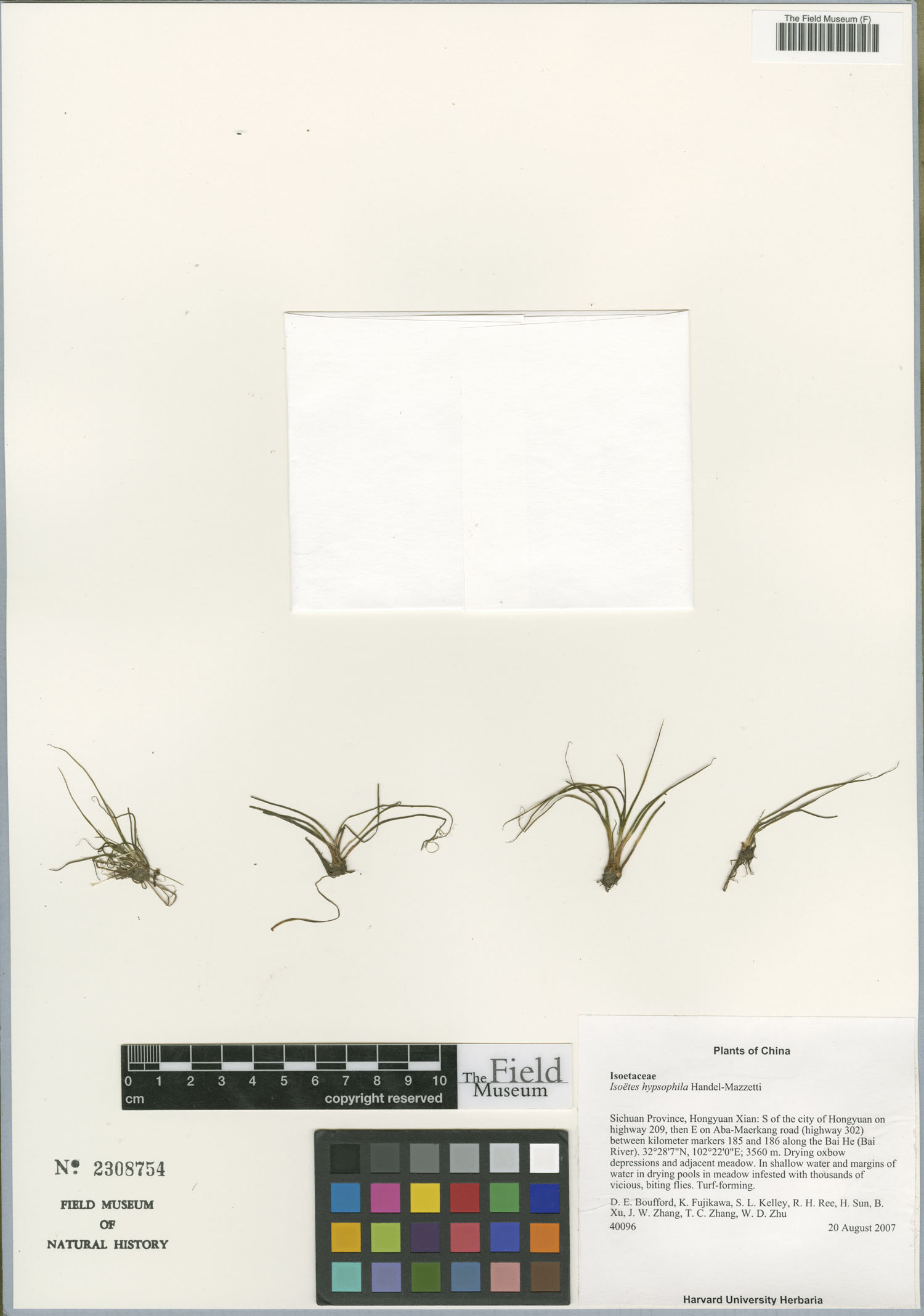Isoetes hypsophila image