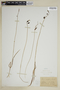 Carex rariflora image