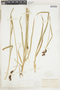Carex raynoldsii image