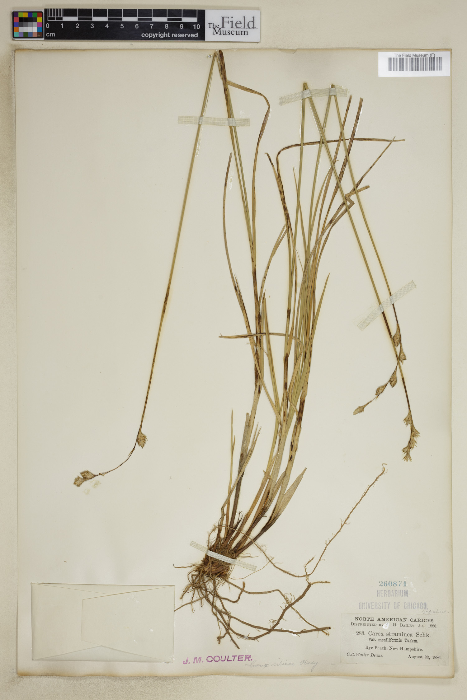 Carex silicea image