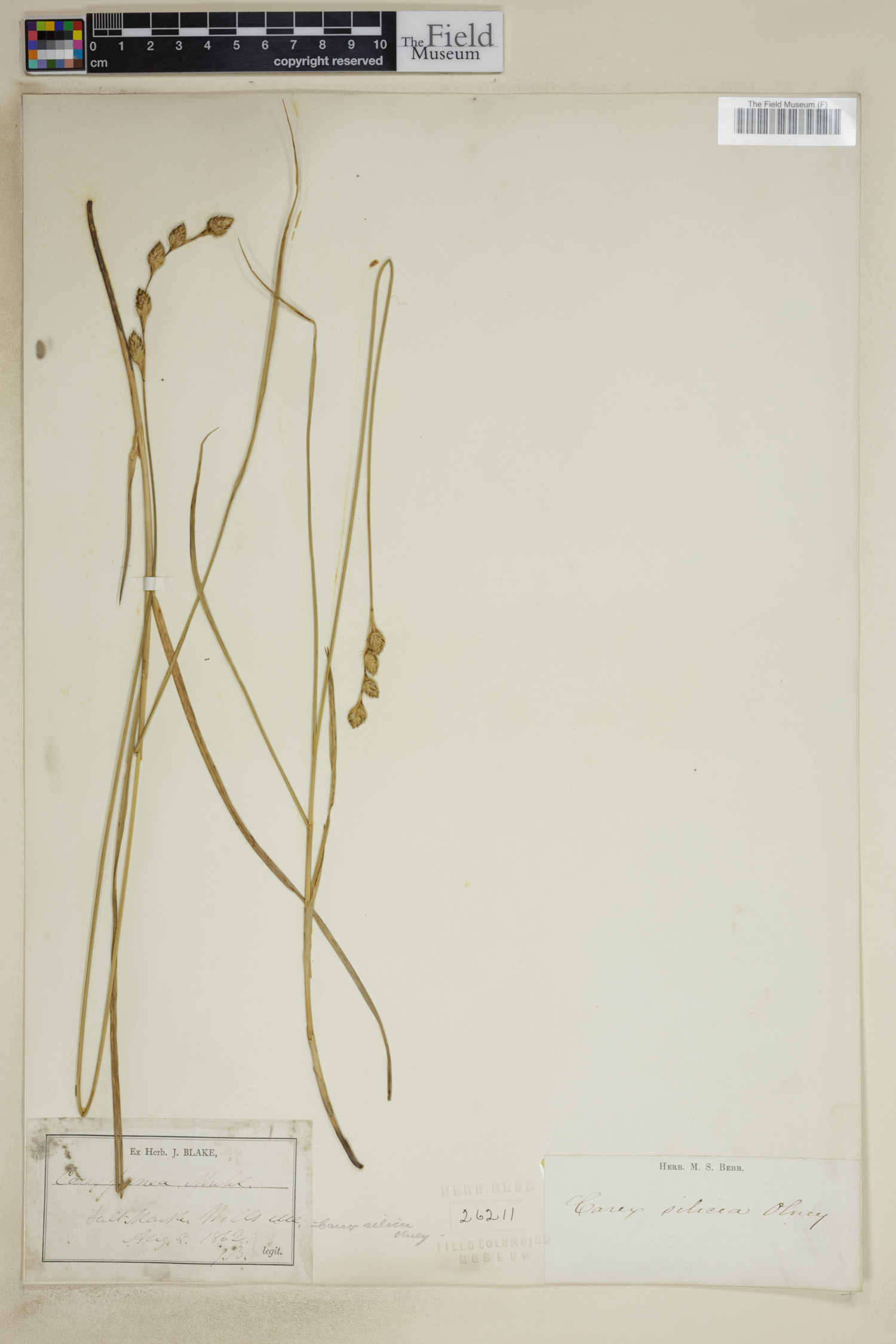 Carex silicea image