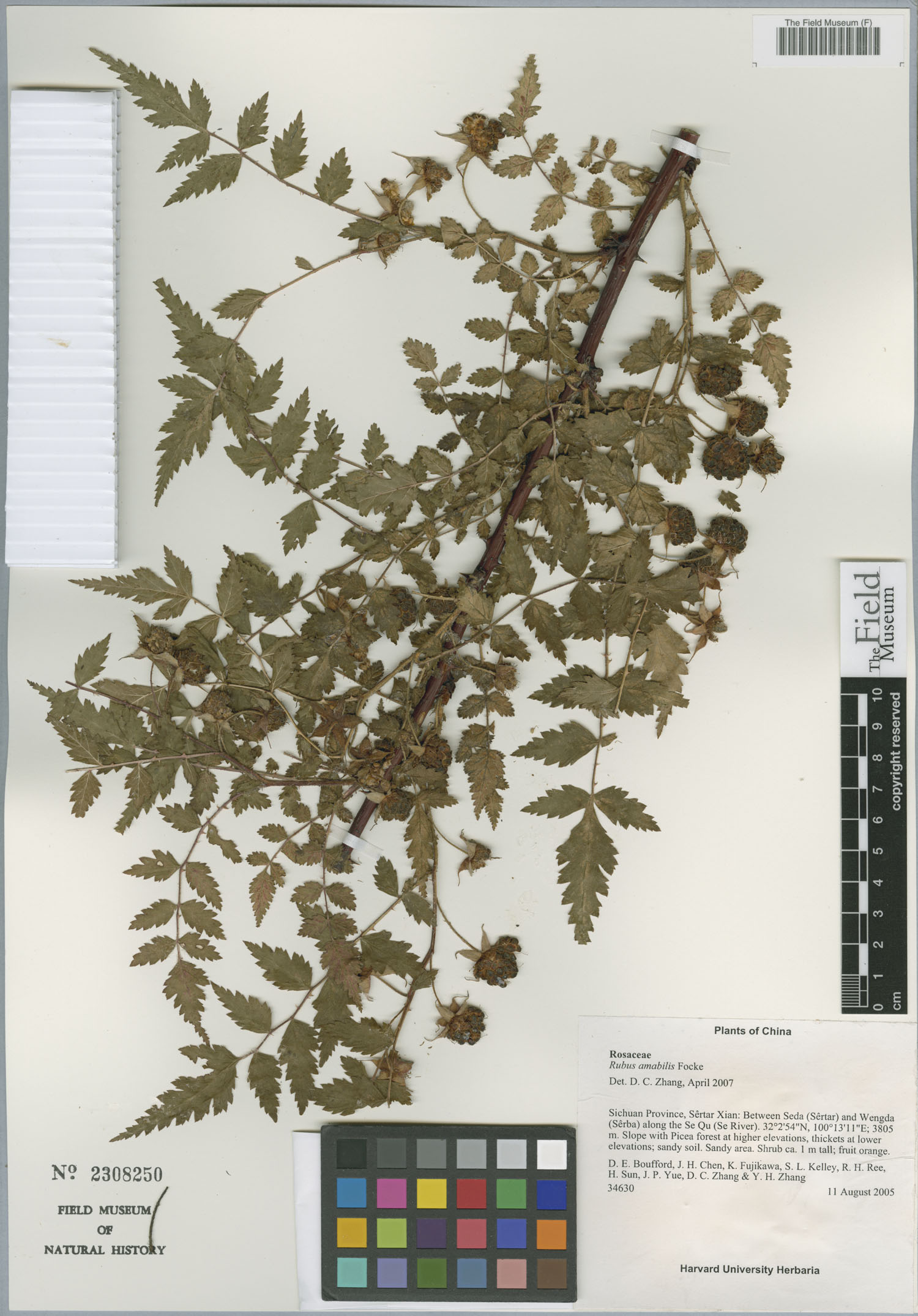 Rubus amabilis