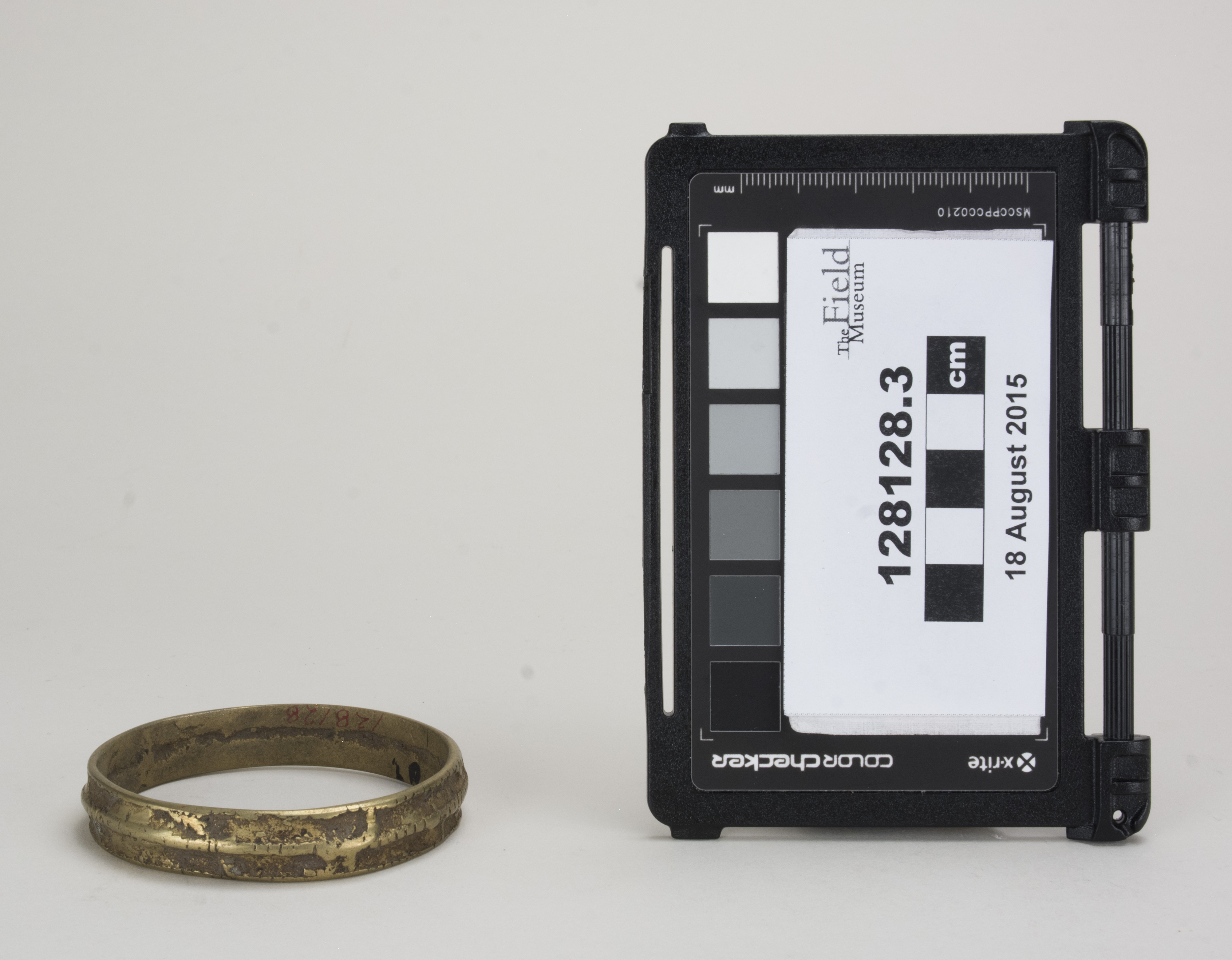 Front view (c) Field Museum of Natural History - CC BY-NC 4.0