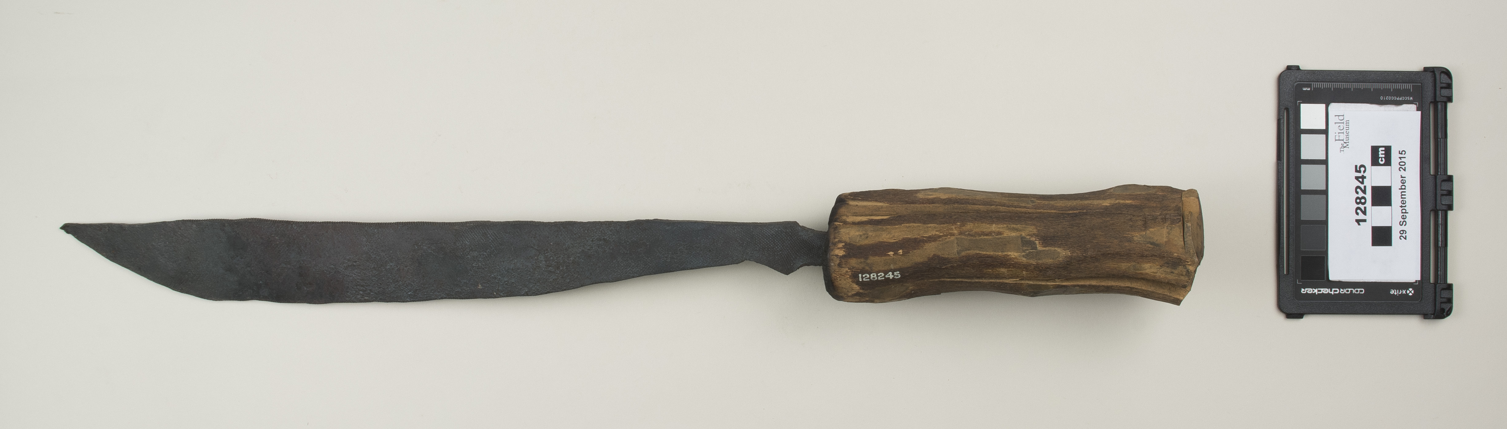 Top view (c) Field Museum of Natural History - CC BY-NC 4.0