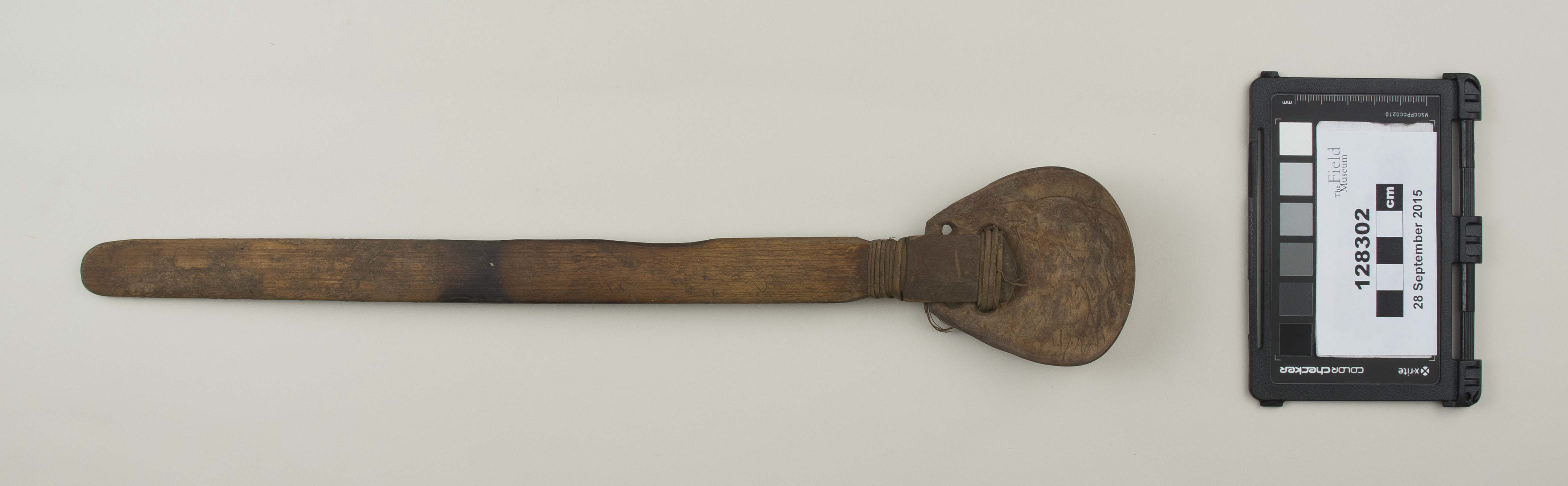 Top view (c) Field Museum of Natural History - CC BY-NC 4.0