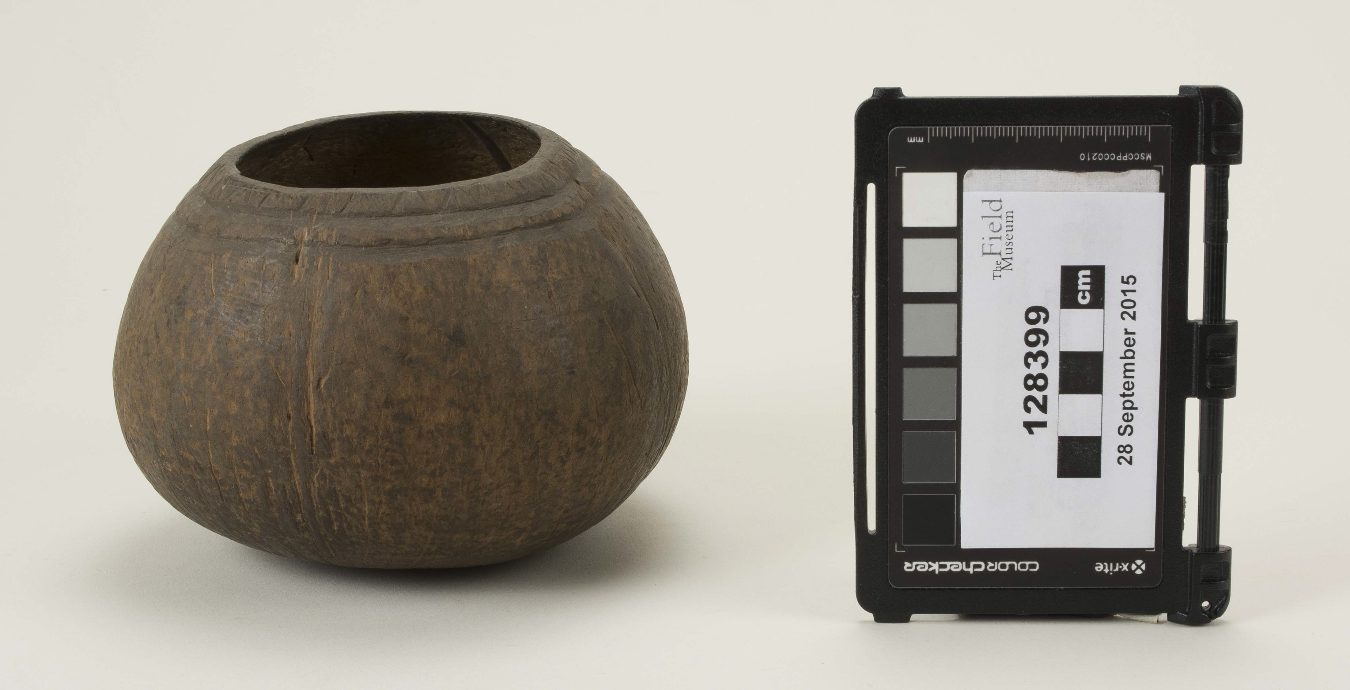 Front view (c) Field Museum of Natural History - CC BY-NC 4.0