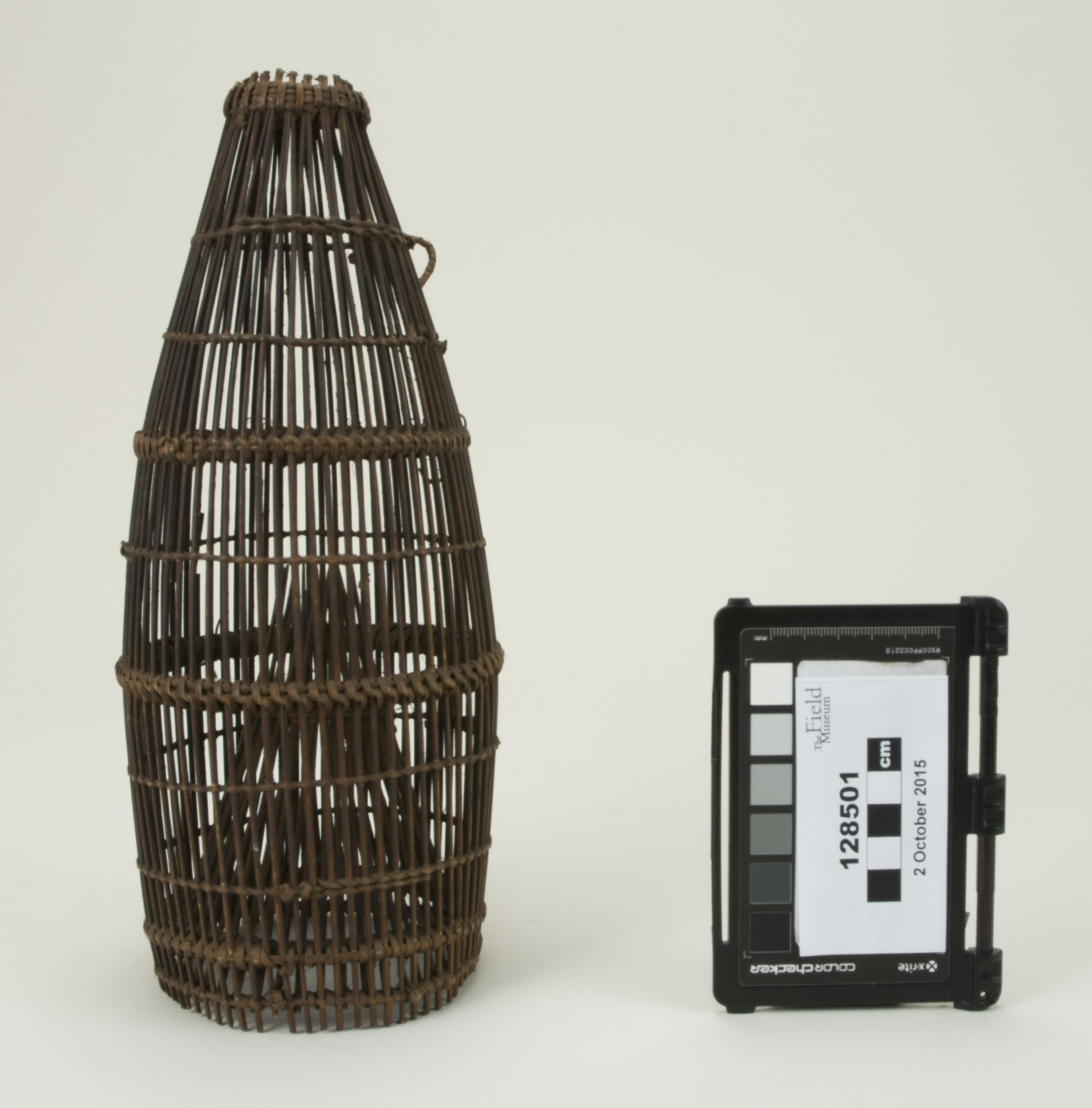 Front view (c) Field Museum of Natural History - CC BY-NC 4.0