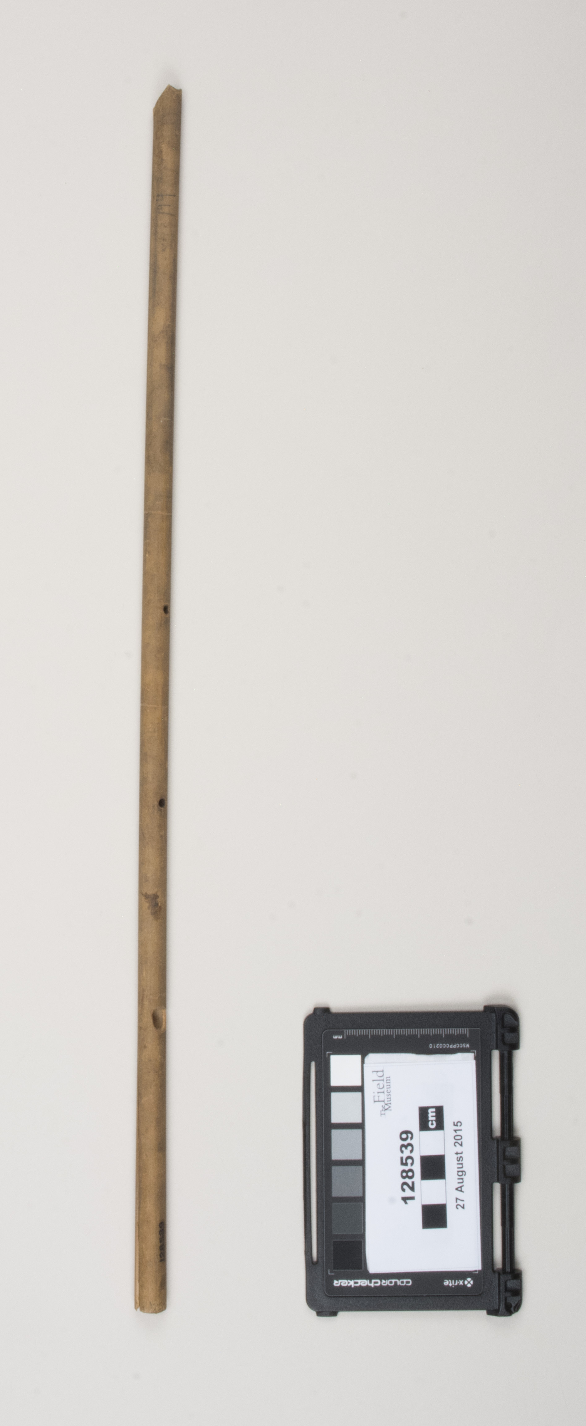 Top view (c) Field Museum of Natural History - CC BY-NC 4.0