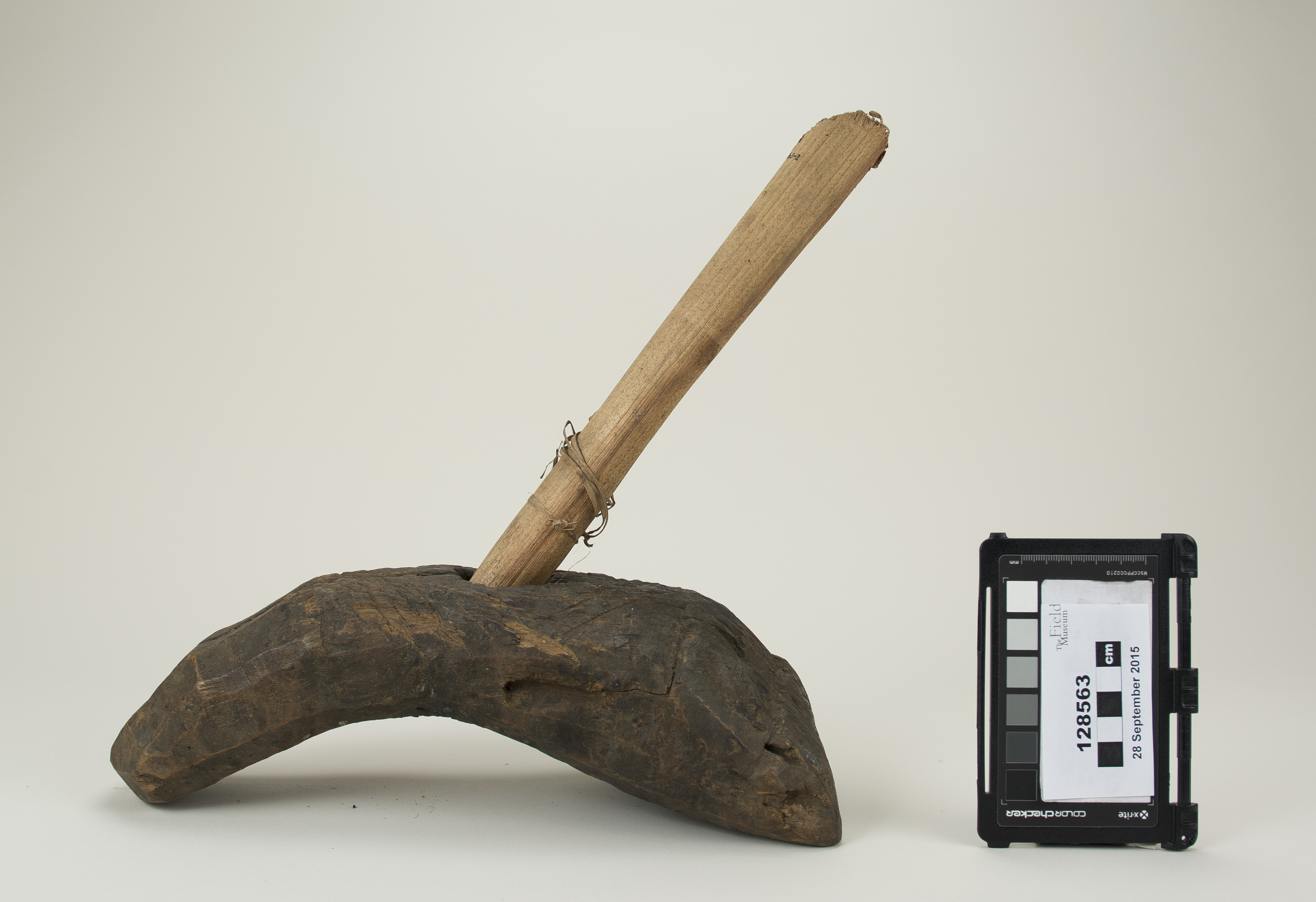 Side view (c) Field Museum of Natural History - CC BY-NC 4.0