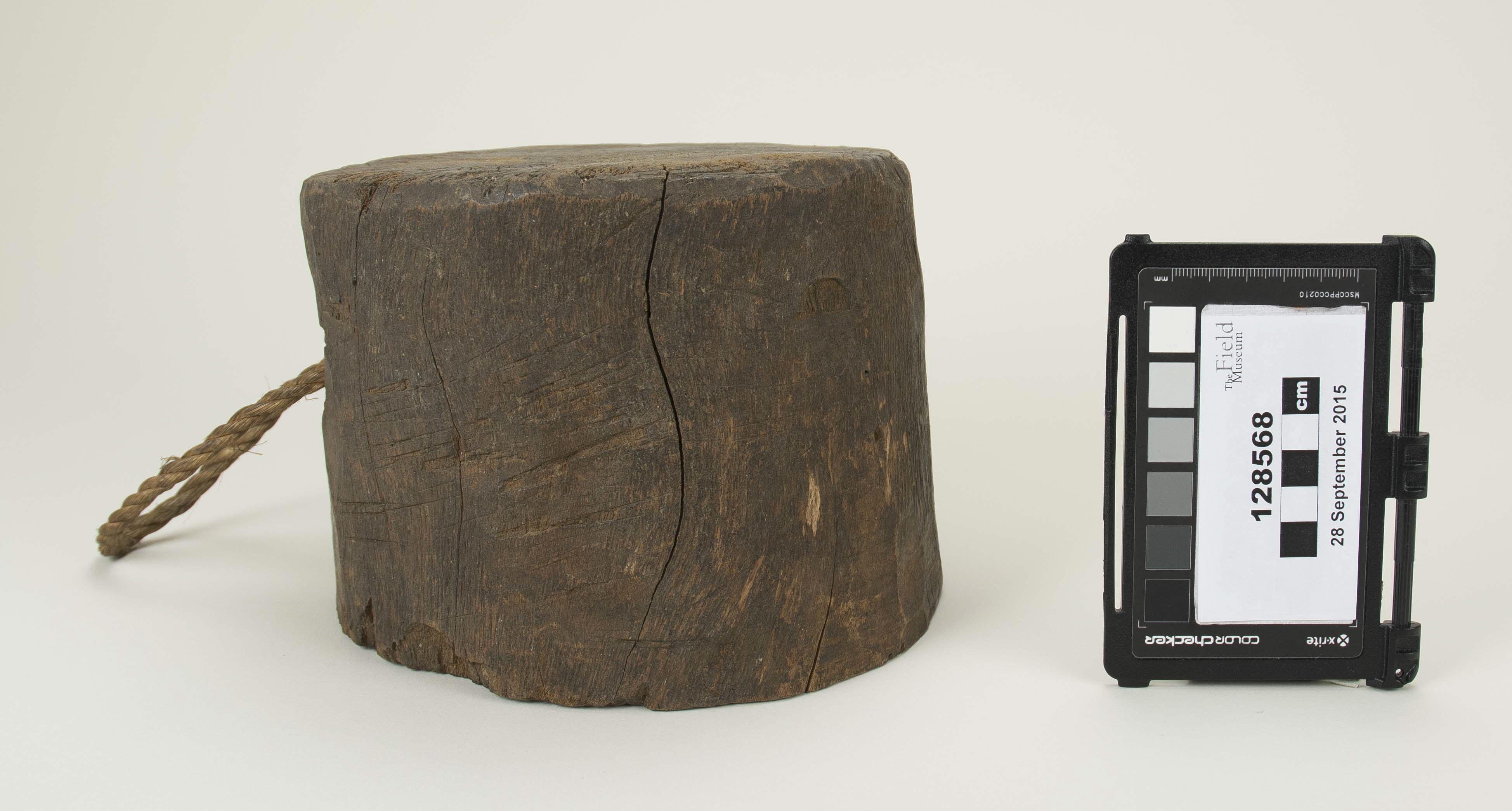 Front view (c) Field Museum of Natural History - CC BY-NC 4.0