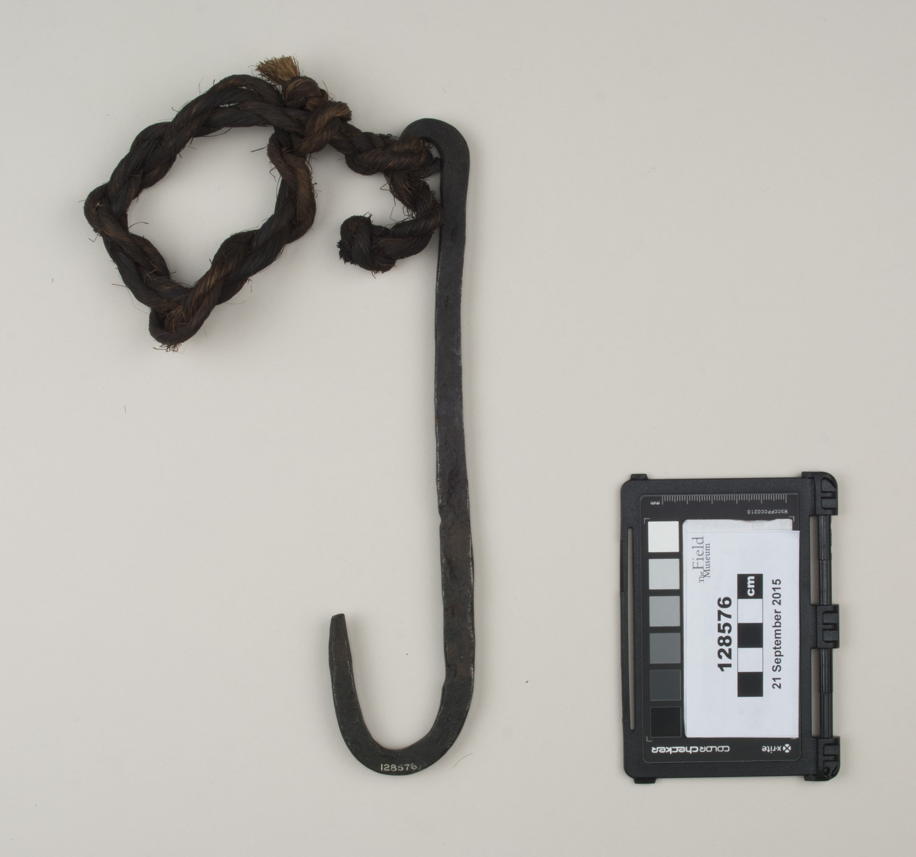 Top view (c) Field Museum of Natural History - CC BY-NC 4.0