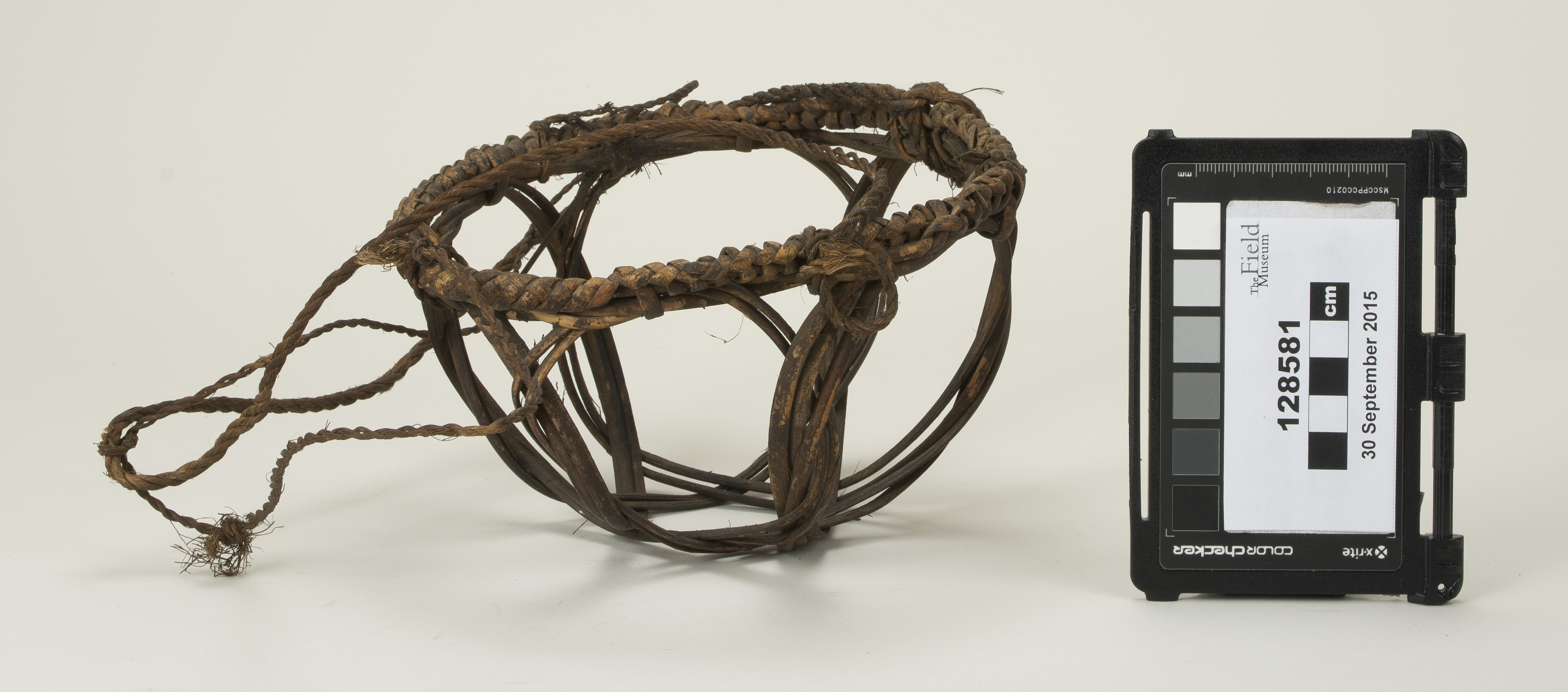 Side view (c) Field Museum of Natural History - CC BY-NC 4.0