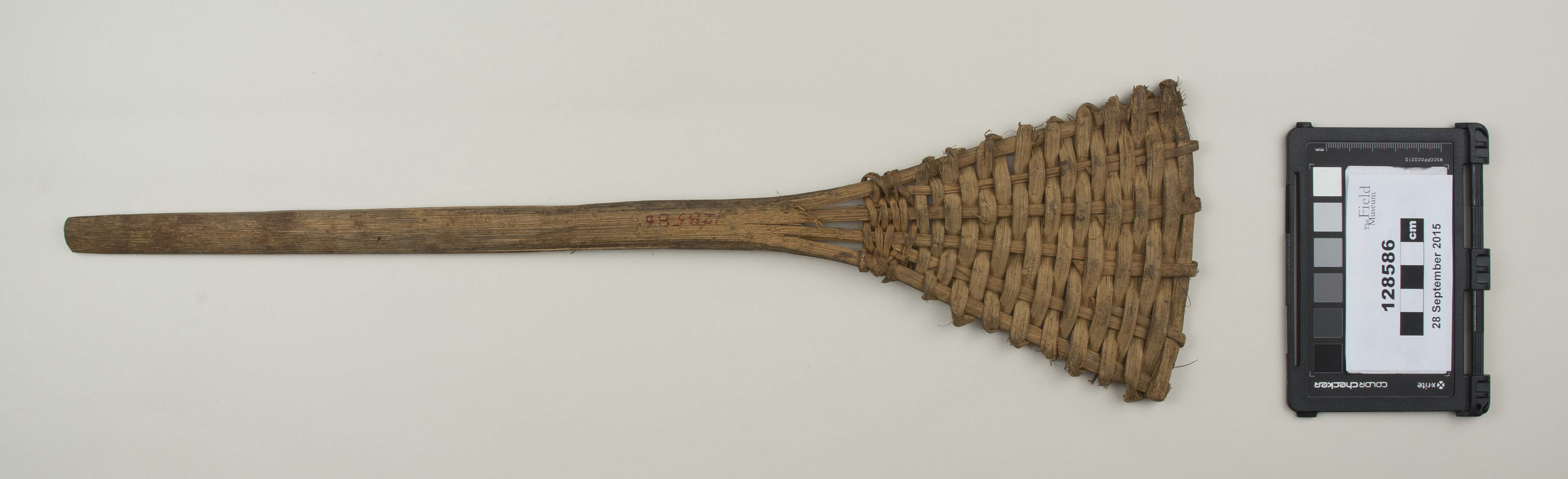 Top view (c) Field Museum of Natural History - CC BY-NC 4.0