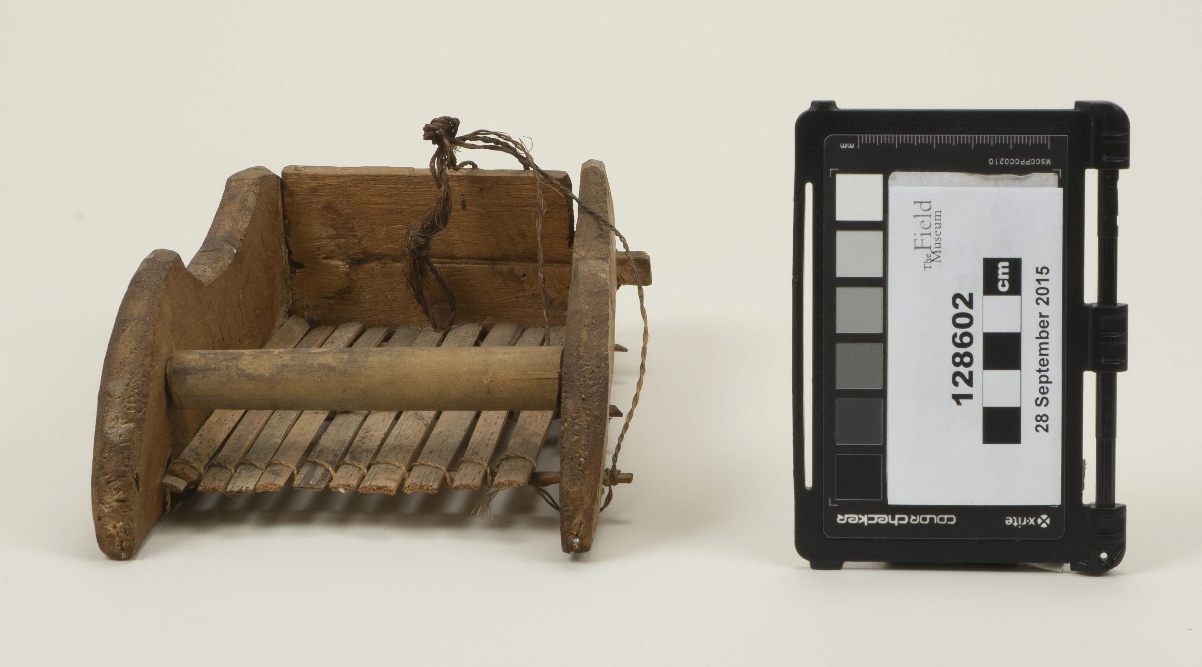 Front view (c) Field Museum of Natural History - CC BY-NC 4.0