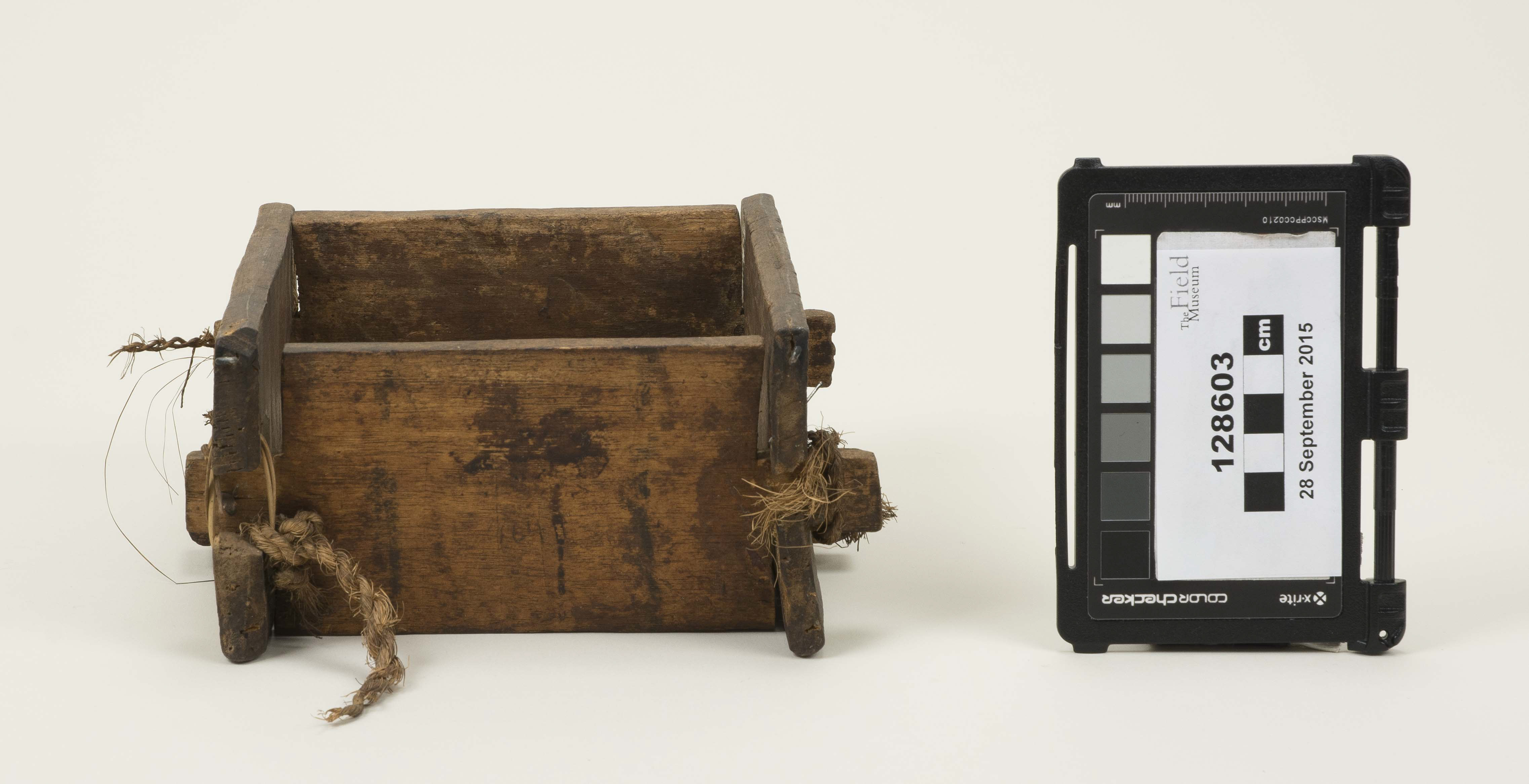 Front view (c) Field Museum of Natural History - CC BY-NC 4.0