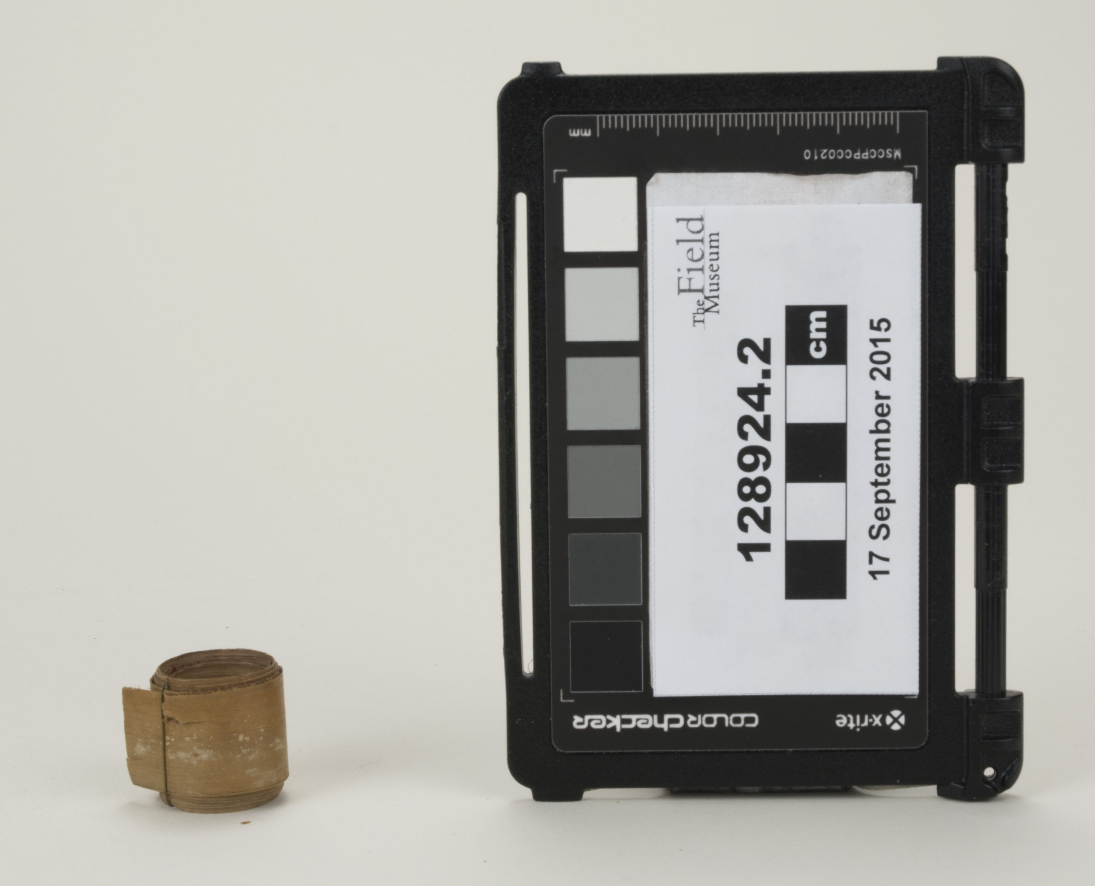 Front view (c) Field Museum of Natural History - CC BY-NC 4.0