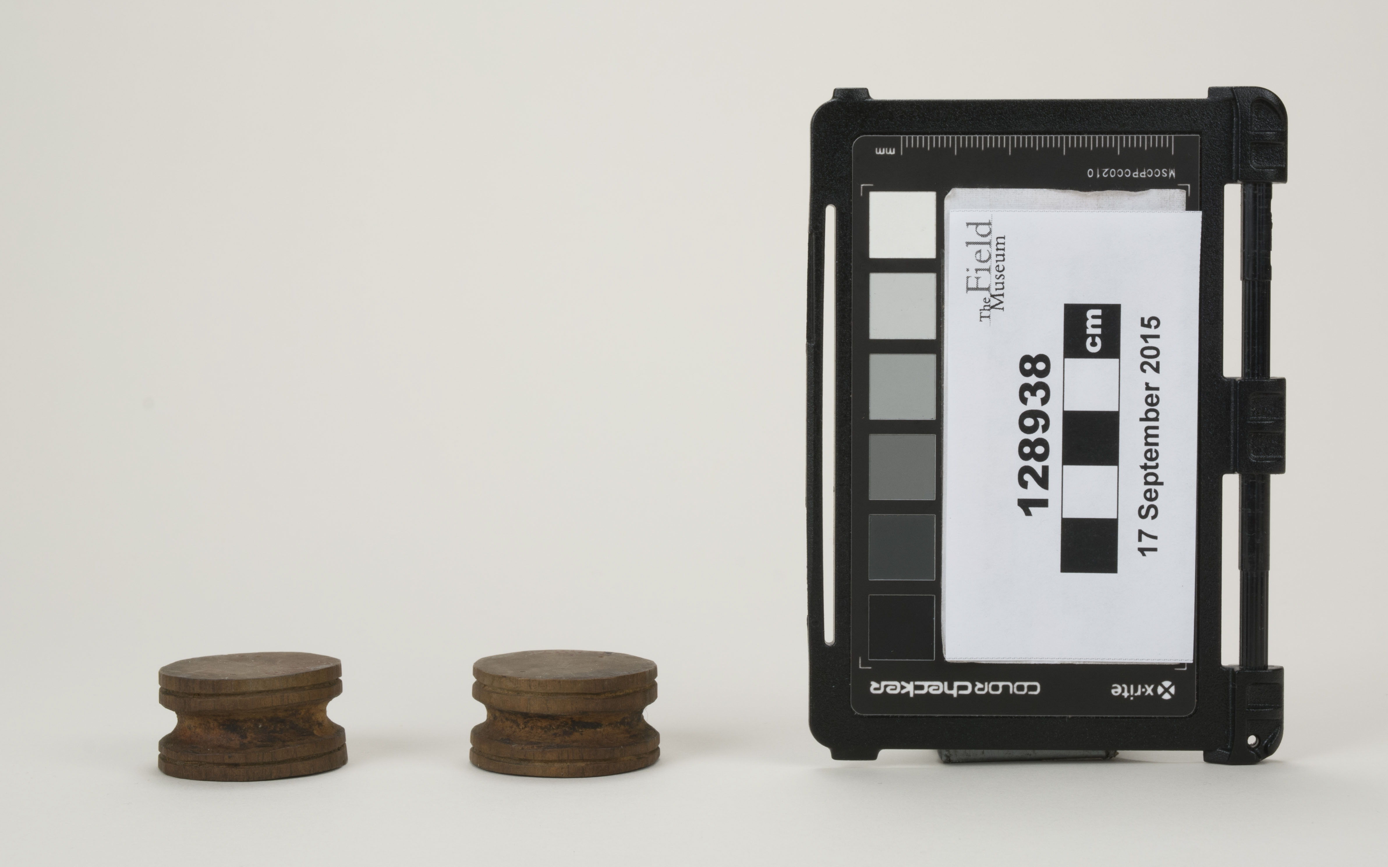 Front view (c) Field Museum of Natural History - CC BY-NC 4.0