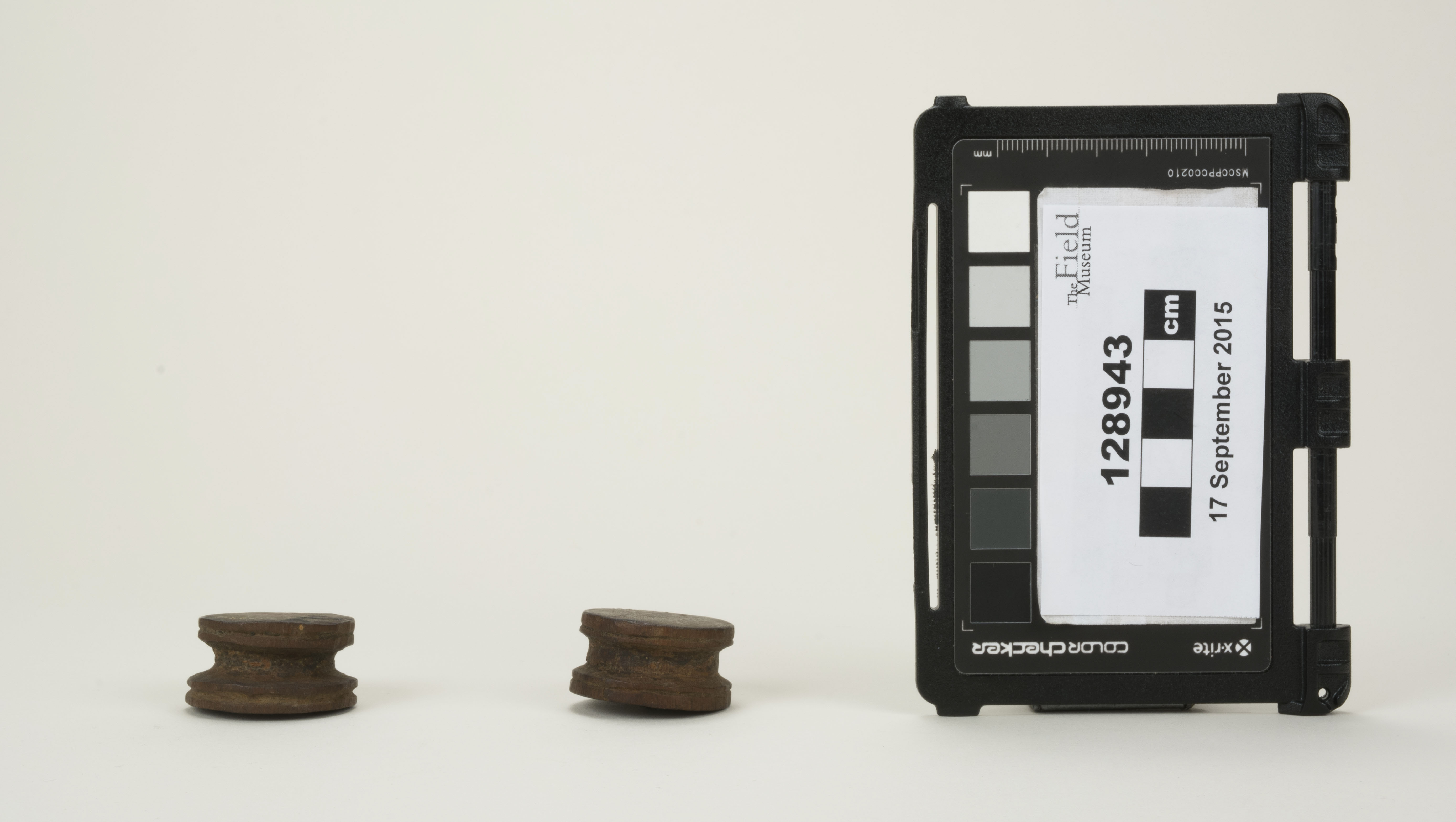 Front view (c) Field Museum of Natural History - CC BY-NC 4.0