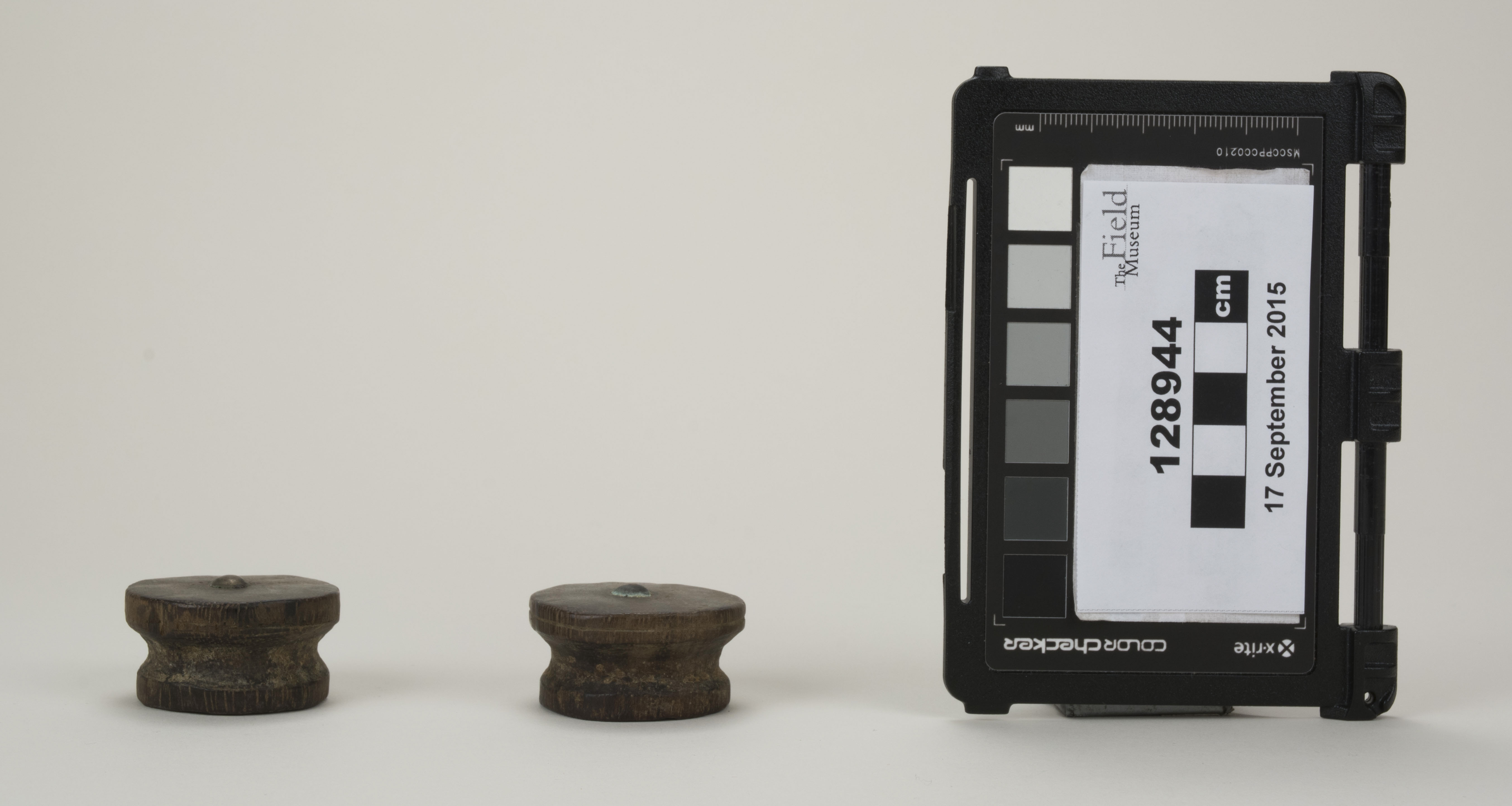 Front view (c) Field Museum of Natural History - CC BY-NC 4.0