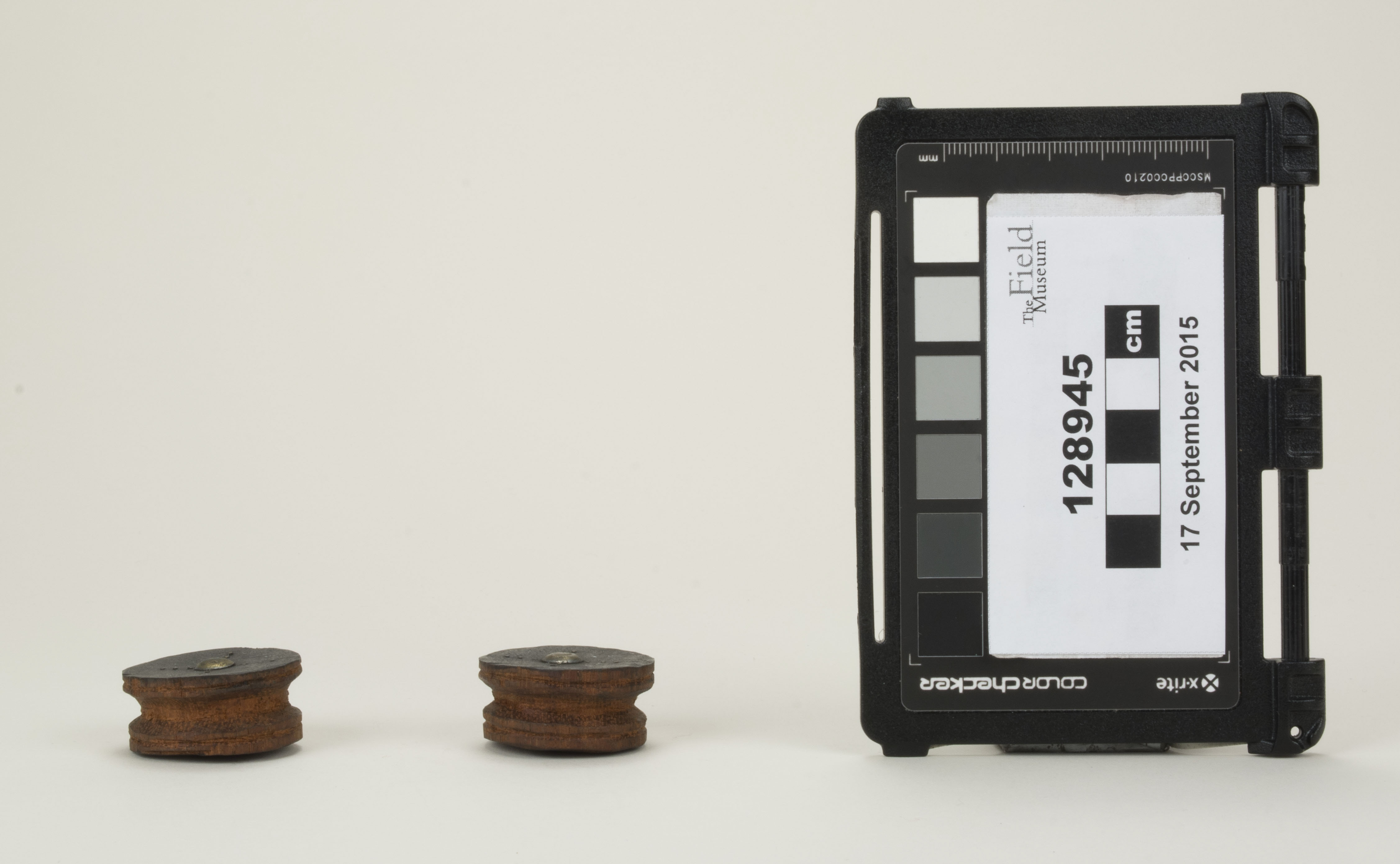 Front view (c) Field Museum of Natural History - CC BY-NC 4.0