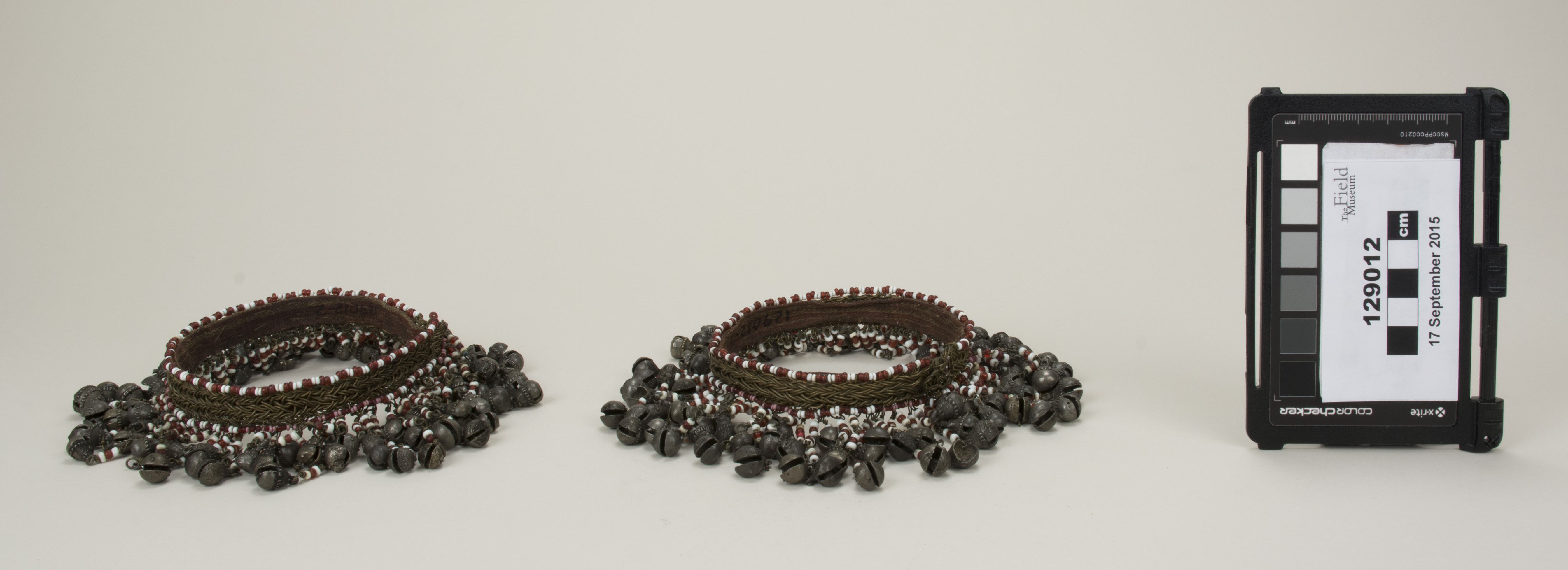 Front view (c) Field Museum of Natural History - CC BY-NC 4.0