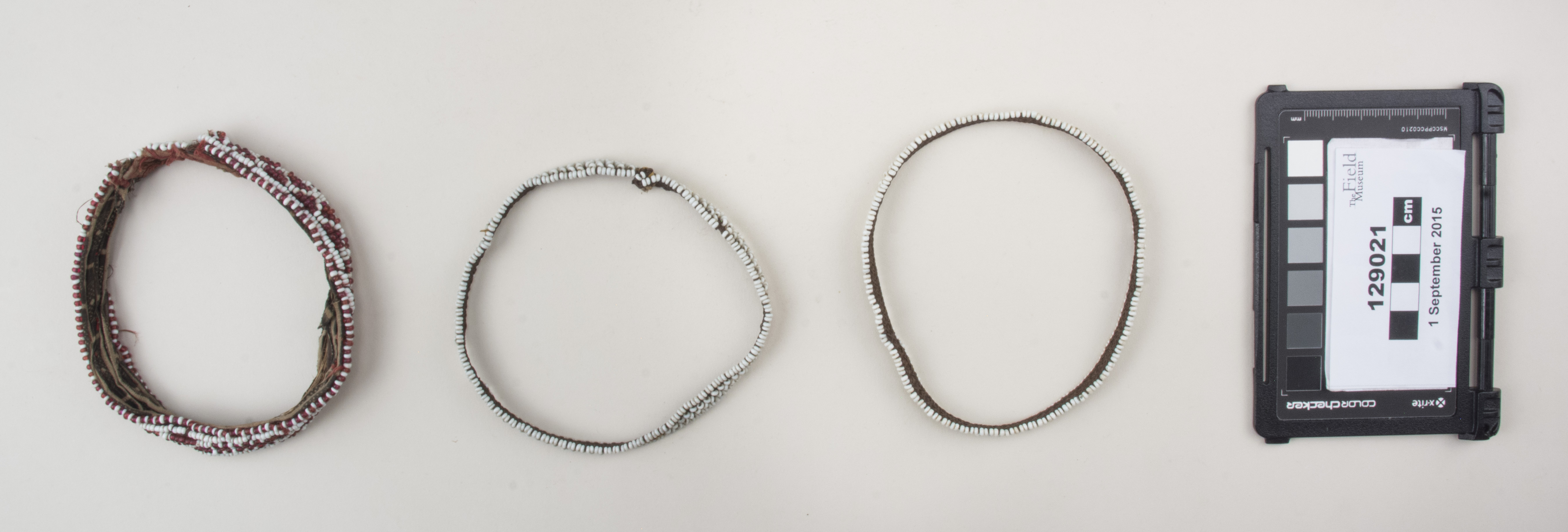 Top view (c) Field Museum of Natural History - CC BY-NC 4.0