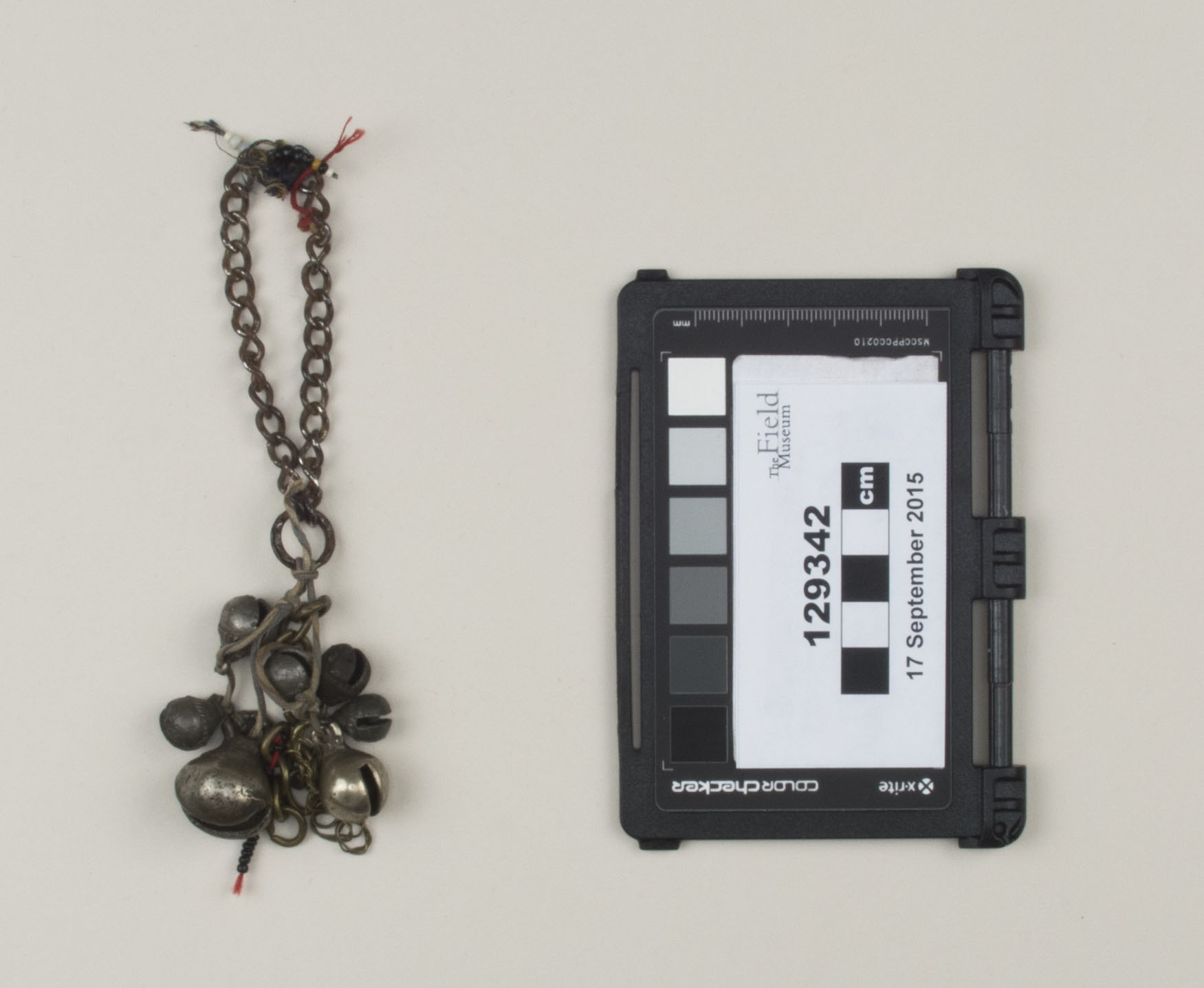 Top view (c) Field Museum of Natural History - CC BY-NC 4.0