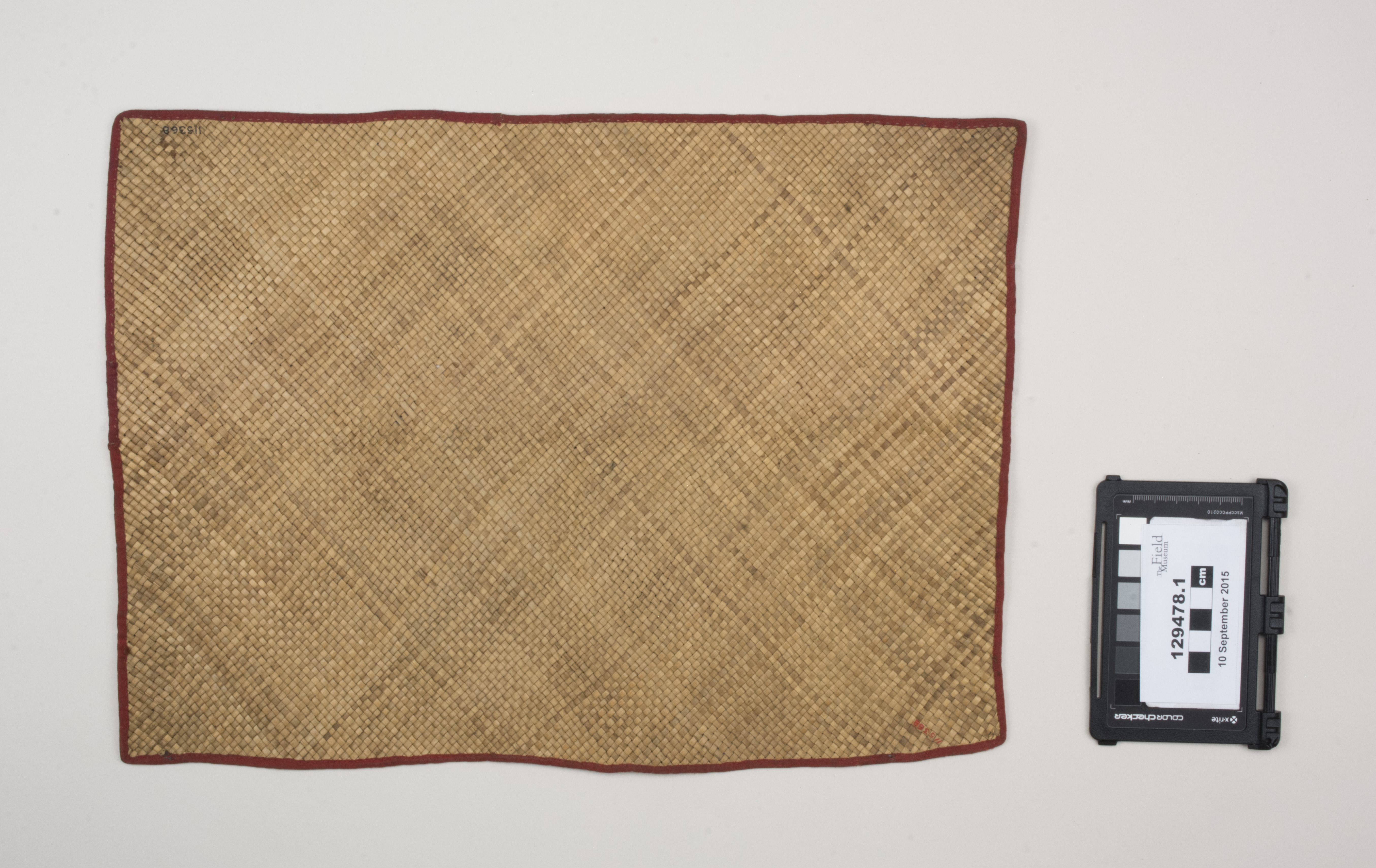 Top view (c) Field Museum of Natural History - CC BY-NC 4.0