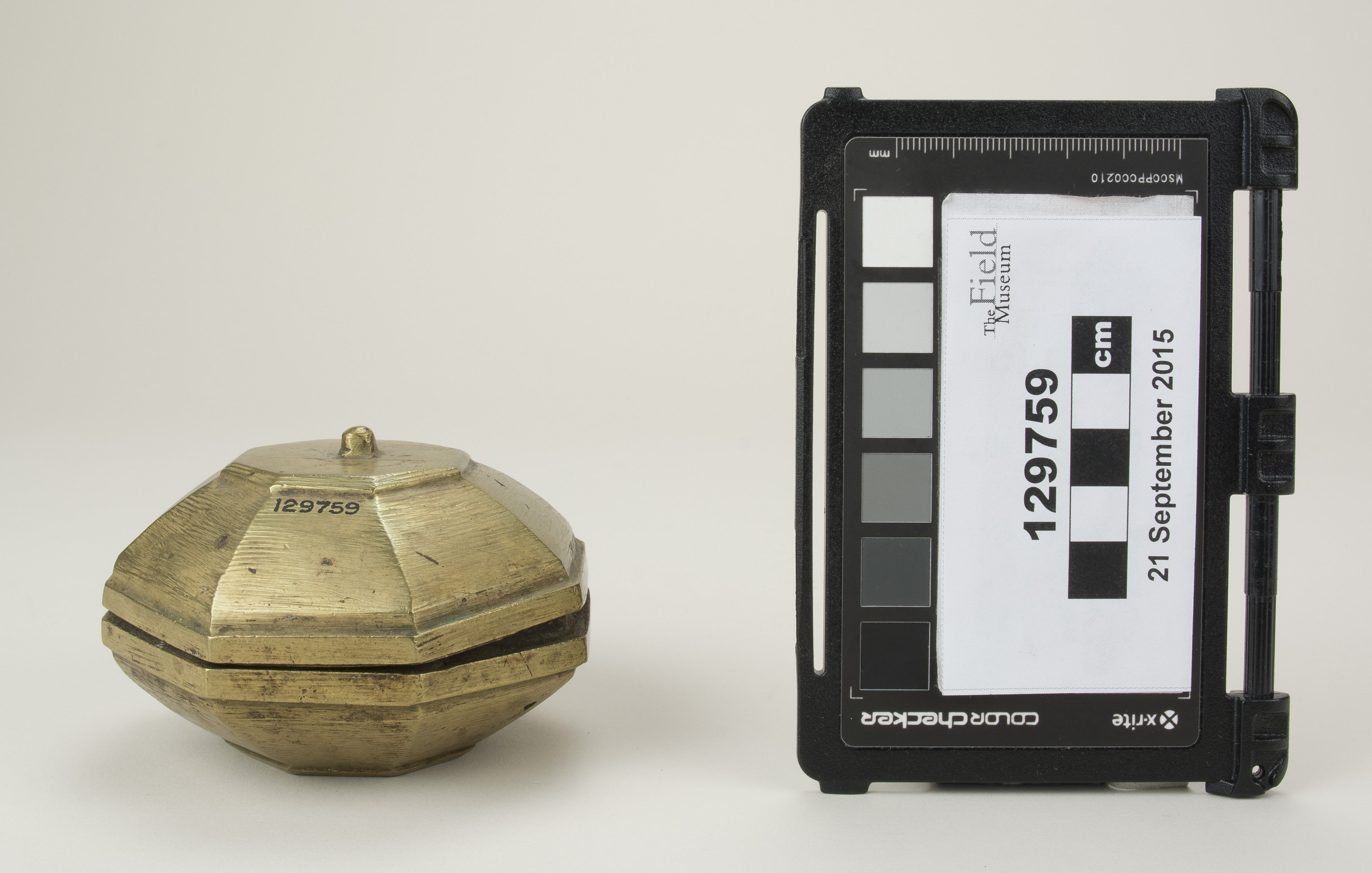 Front view (c) Field Museum of Natural History - CC BY-NC 4.0