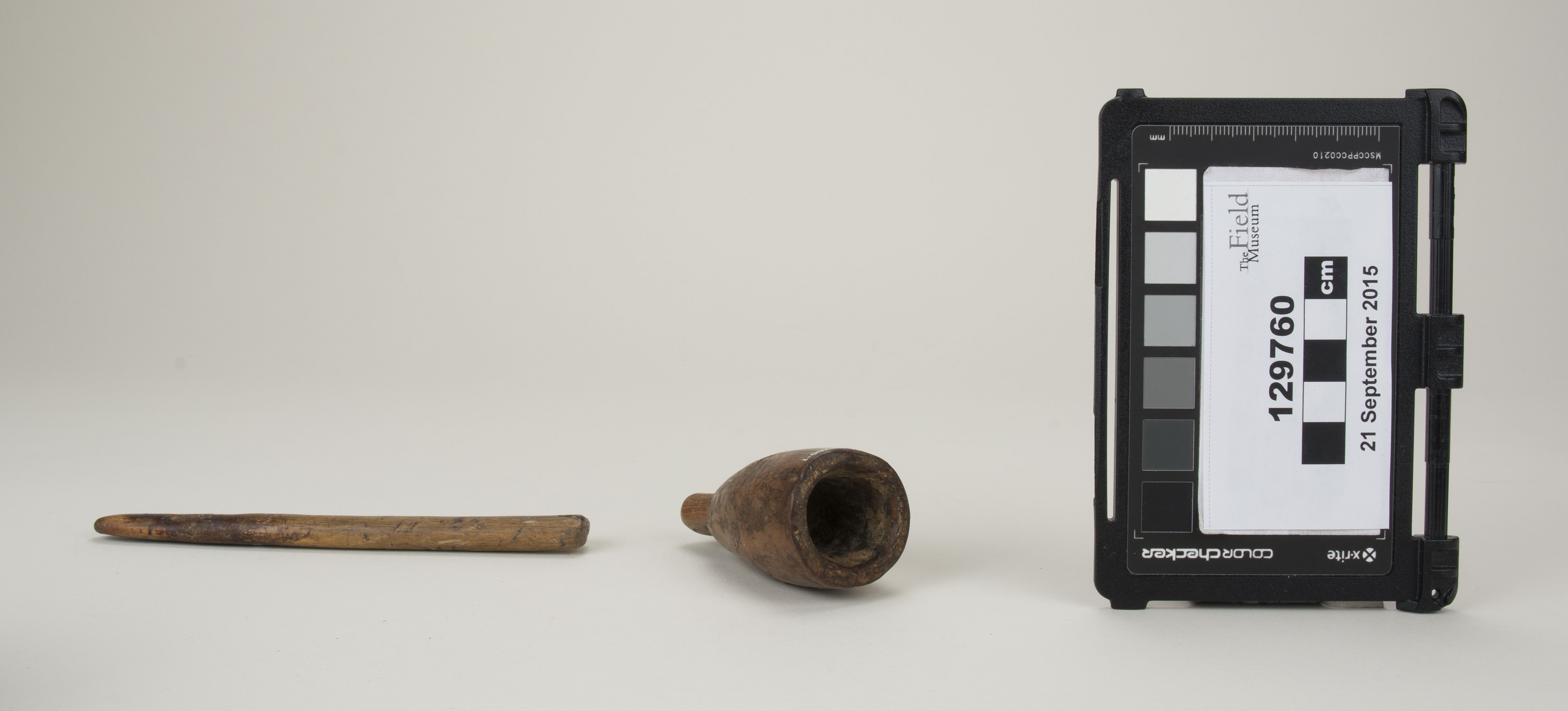 Front view (c) Field Museum of Natural History - CC BY-NC 4.0