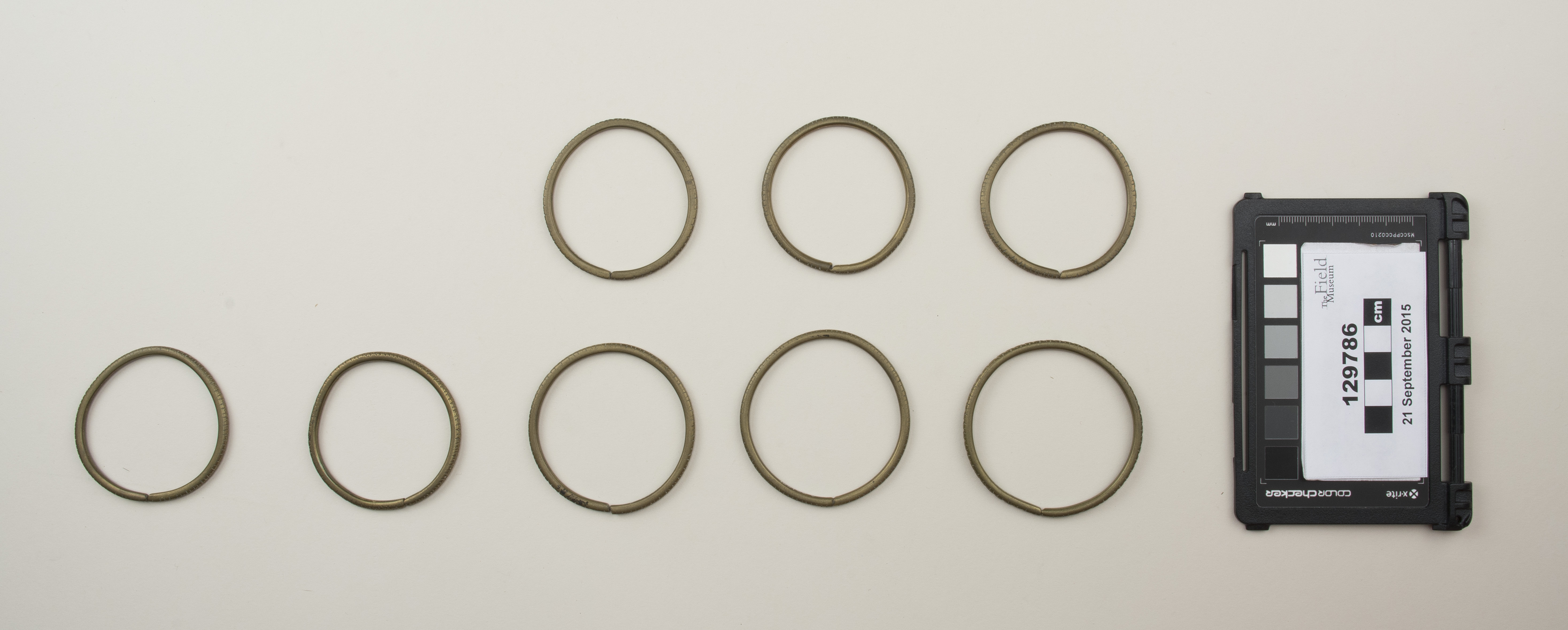 Top view (c) Field Museum of Natural History - CC BY-NC 4.0