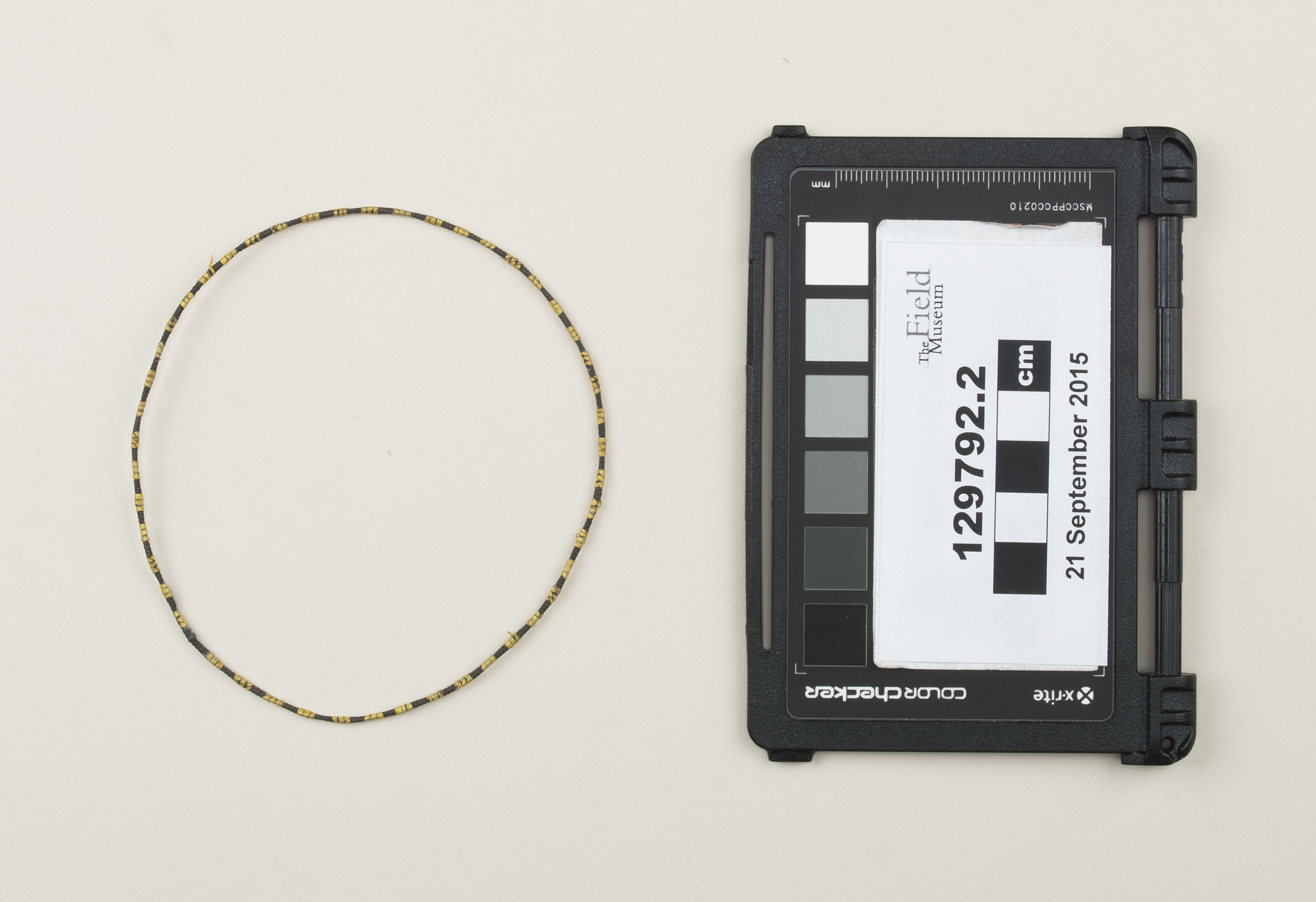 Top view (c) Field Museum of Natural History - CC BY-NC 4.0