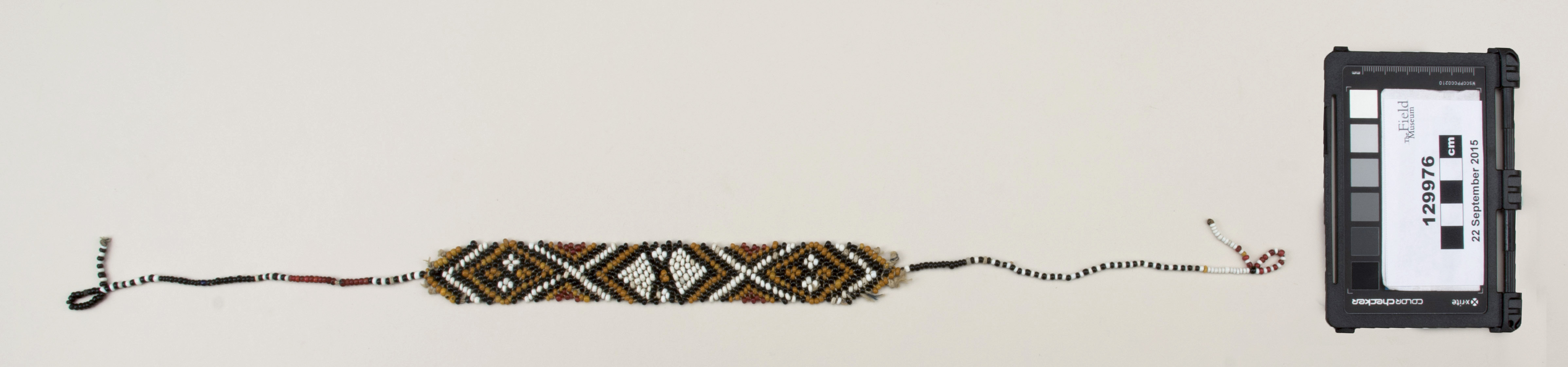 Top view (c) Field Museum of Natural History - CC BY-NC 4.0