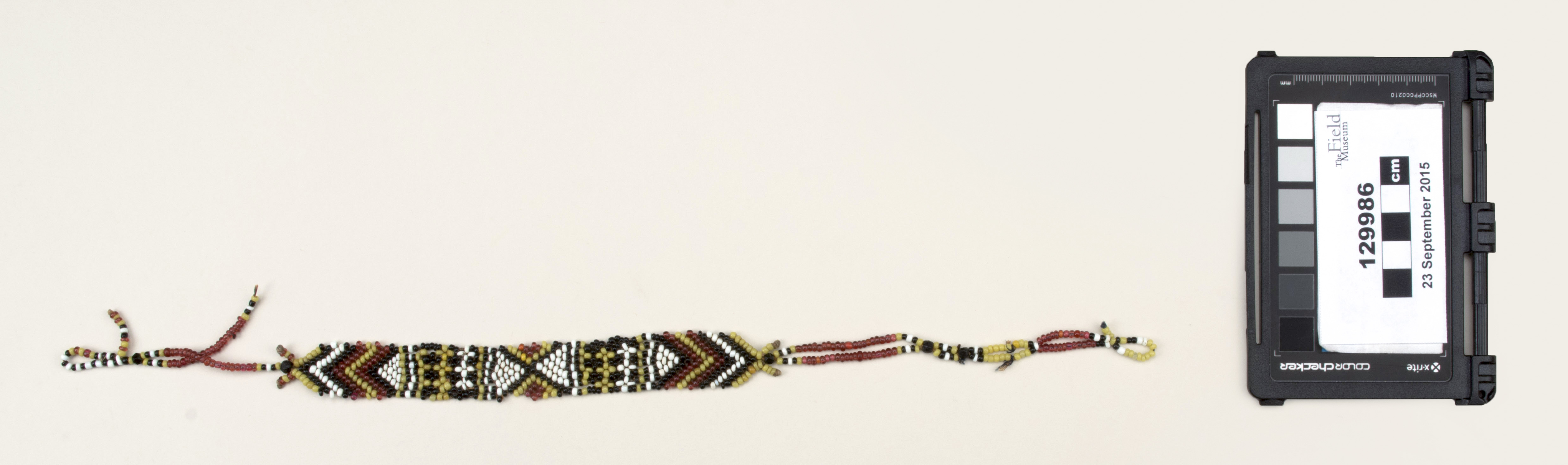 Top view (c) Field Museum of Natural History - CC BY-NC 4.0