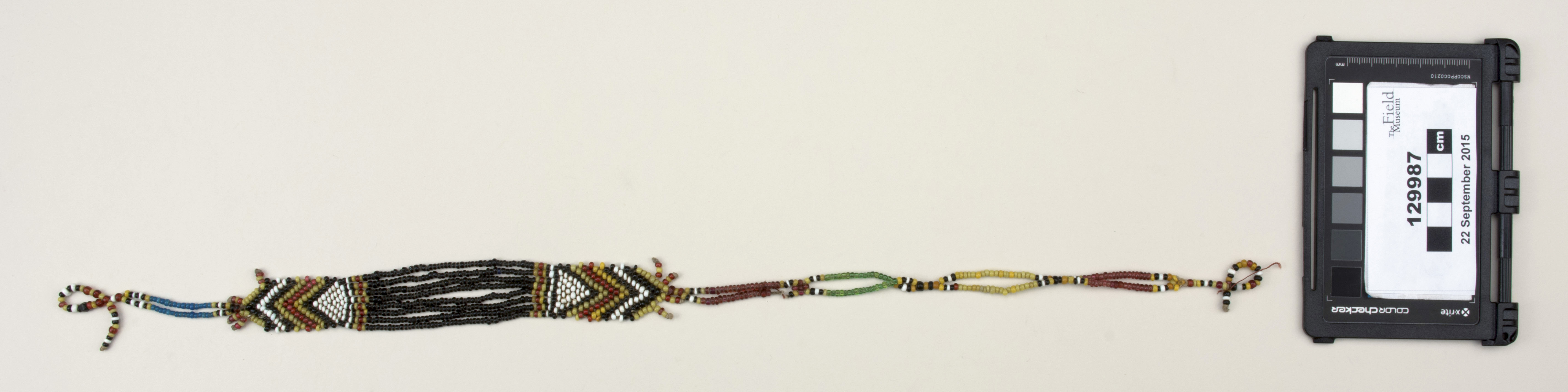 Top view (c) Field Museum of Natural History - CC BY-NC 4.0