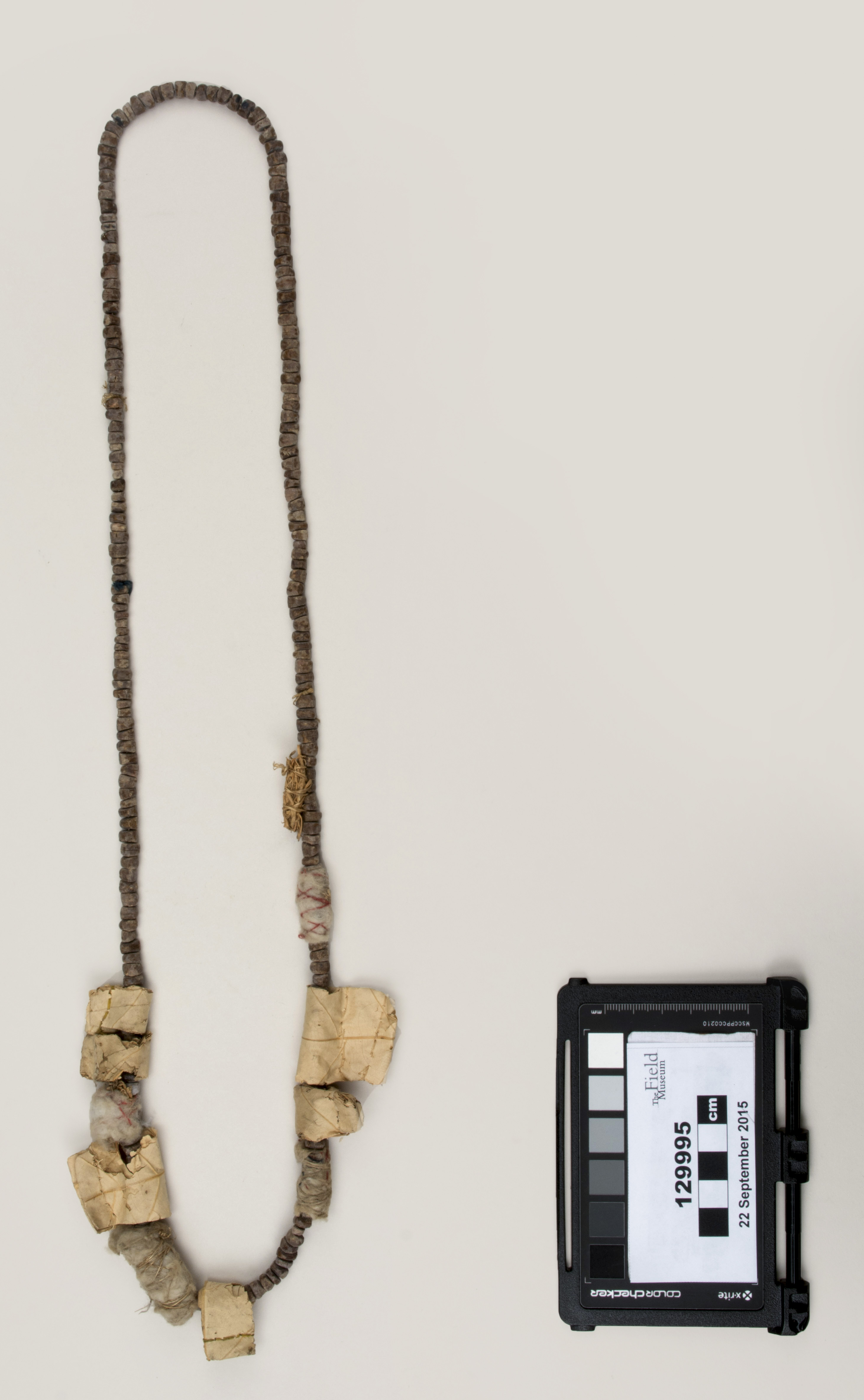 Top view (c) Field Museum of Natural History - CC BY-NC 4.0