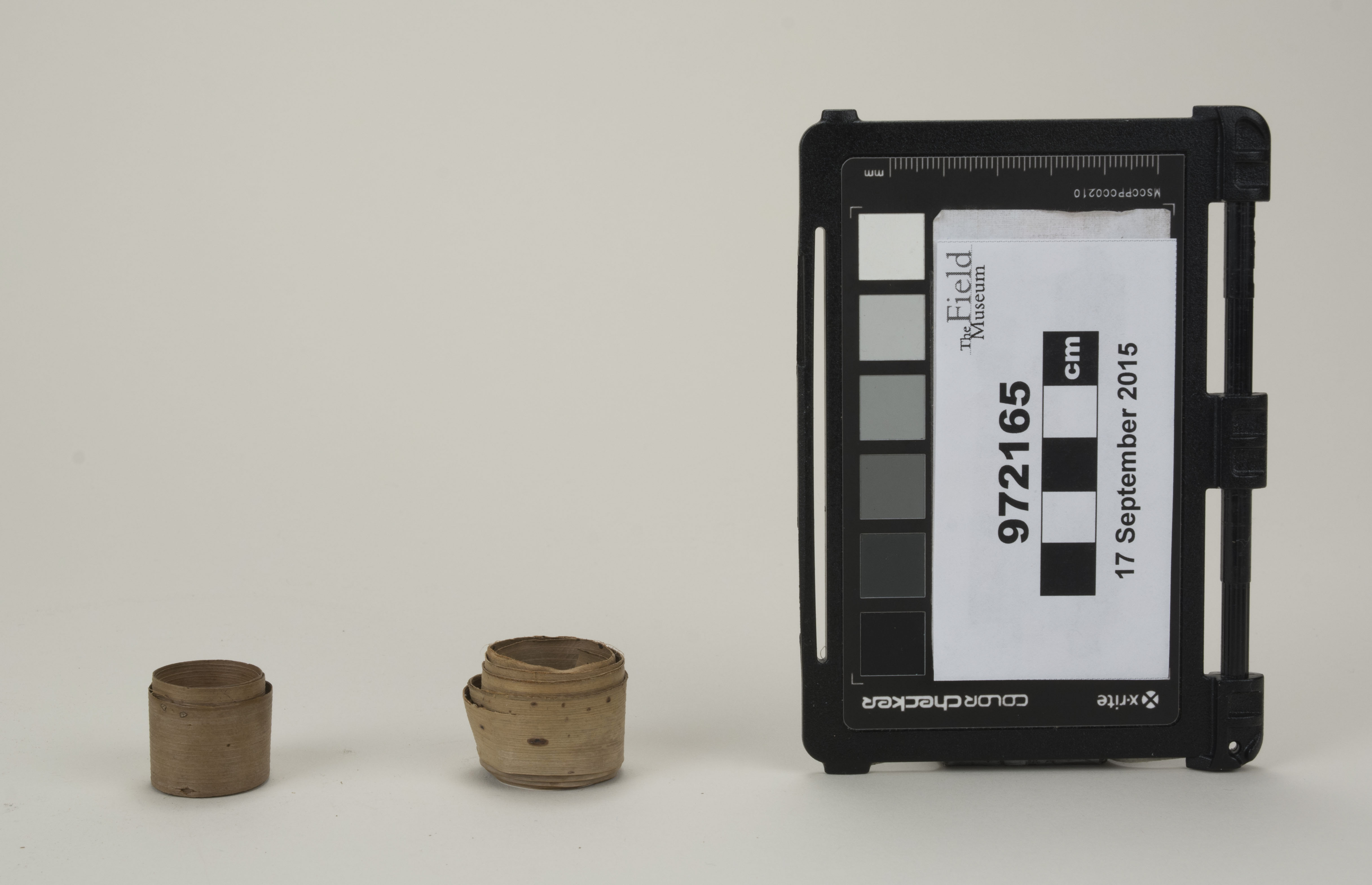 Front view (c) Field Museum of Natural History - CC BY-NC 4.0