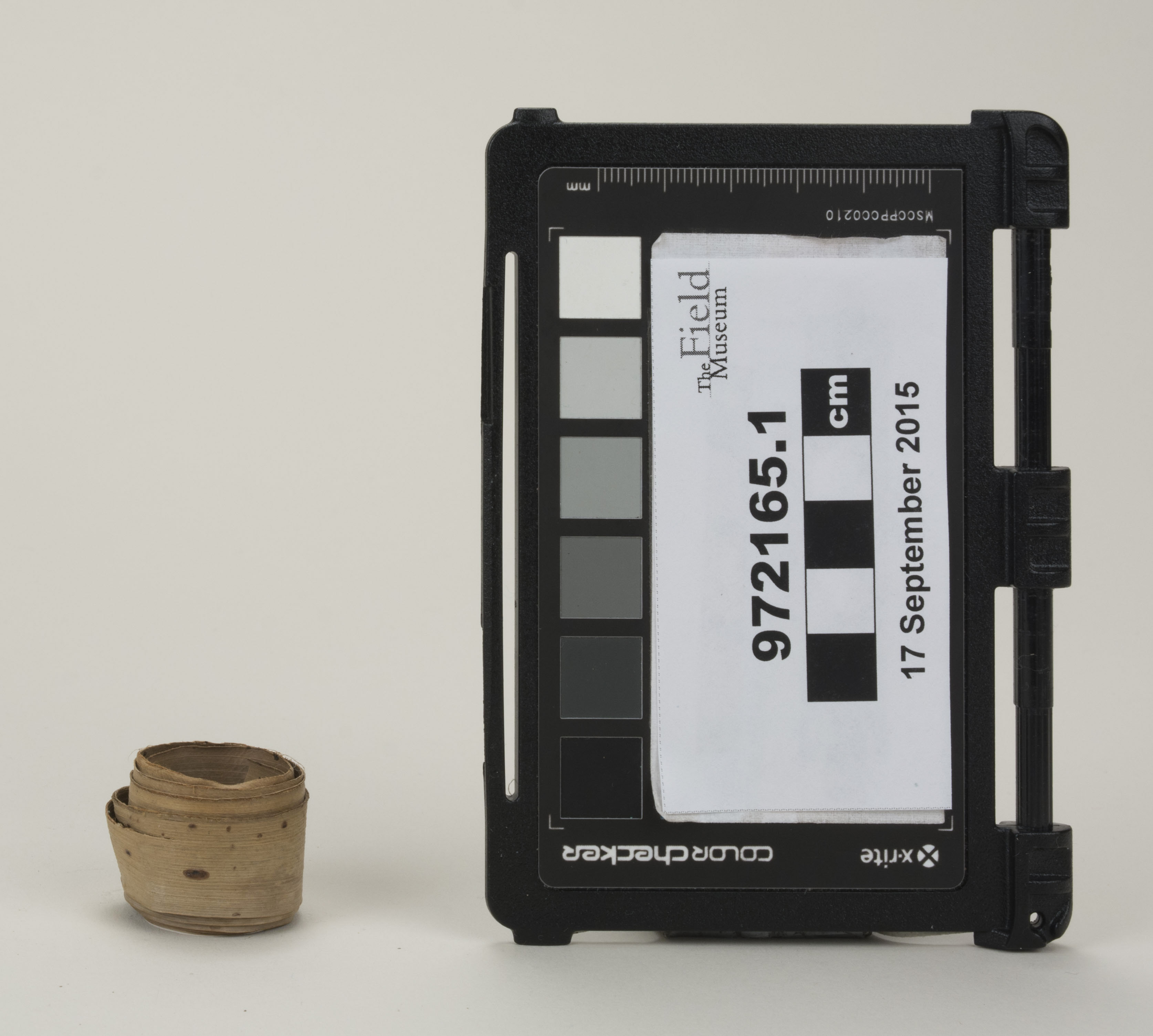 Front view (c) Field Museum of Natural History - CC BY-NC 4.0