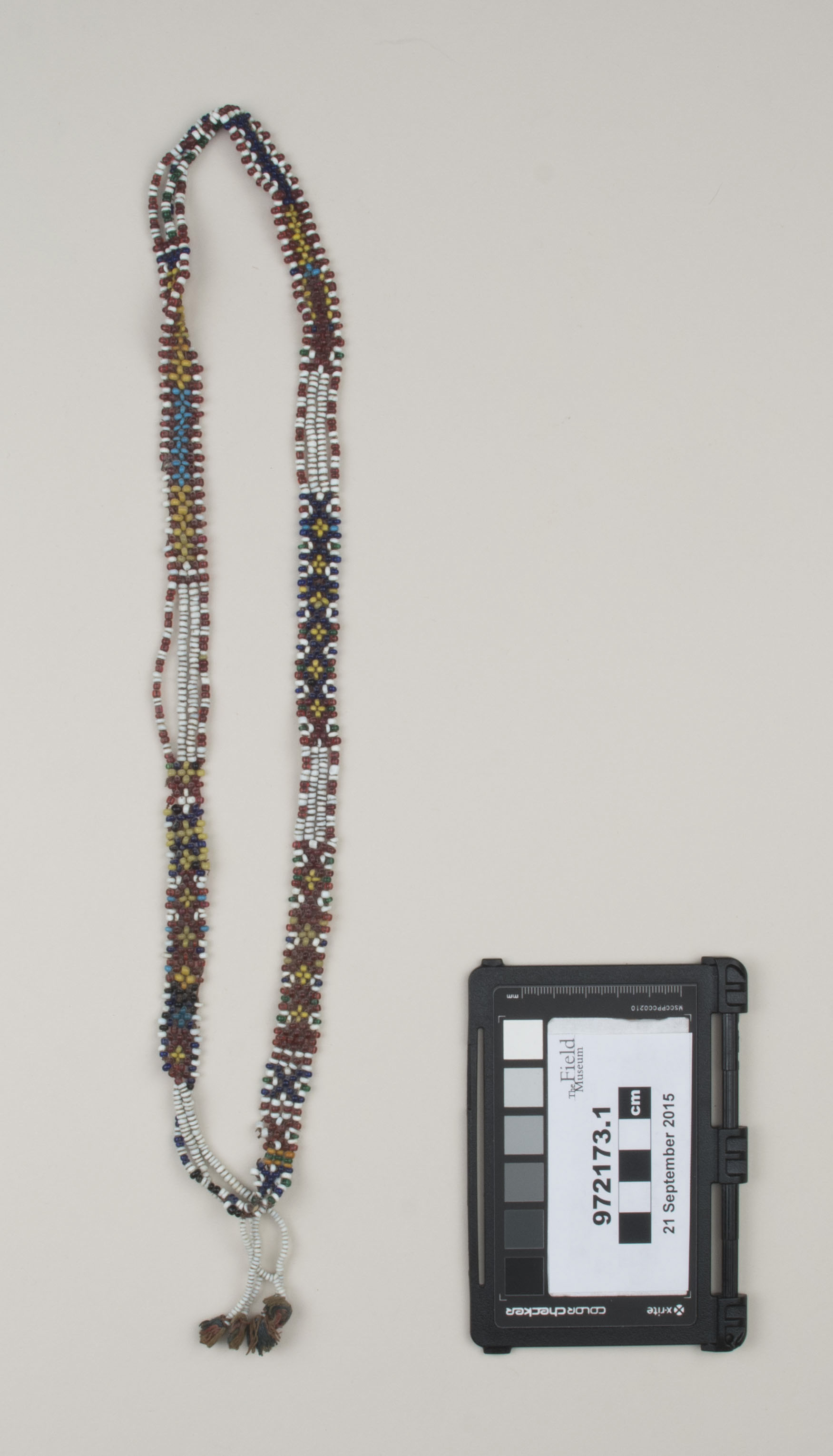 Top view (c) Field Museum of Natural History - CC BY-NC 4.0