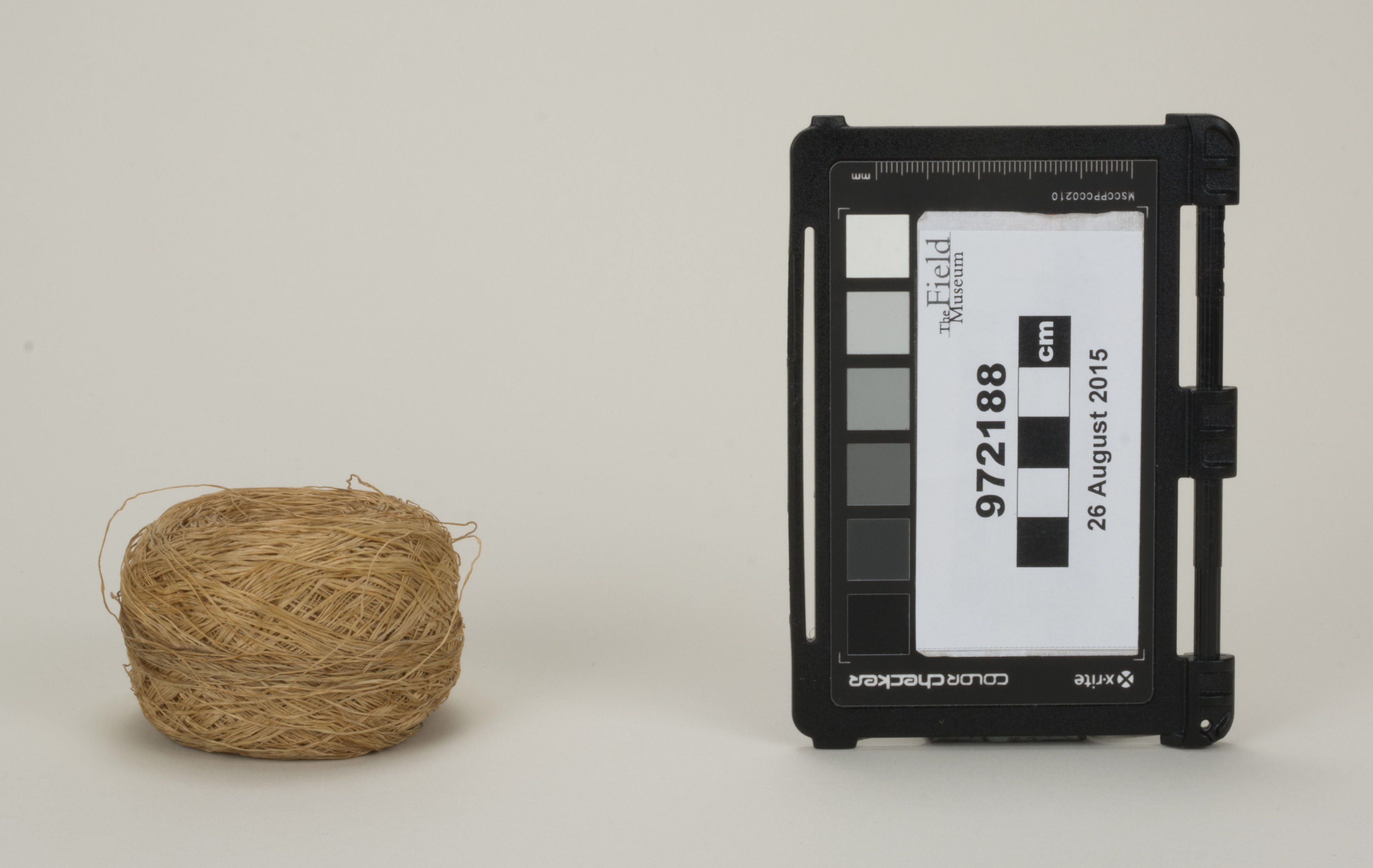 Back view (c) Field Museum of Natural History - CC BY-NC 4.0