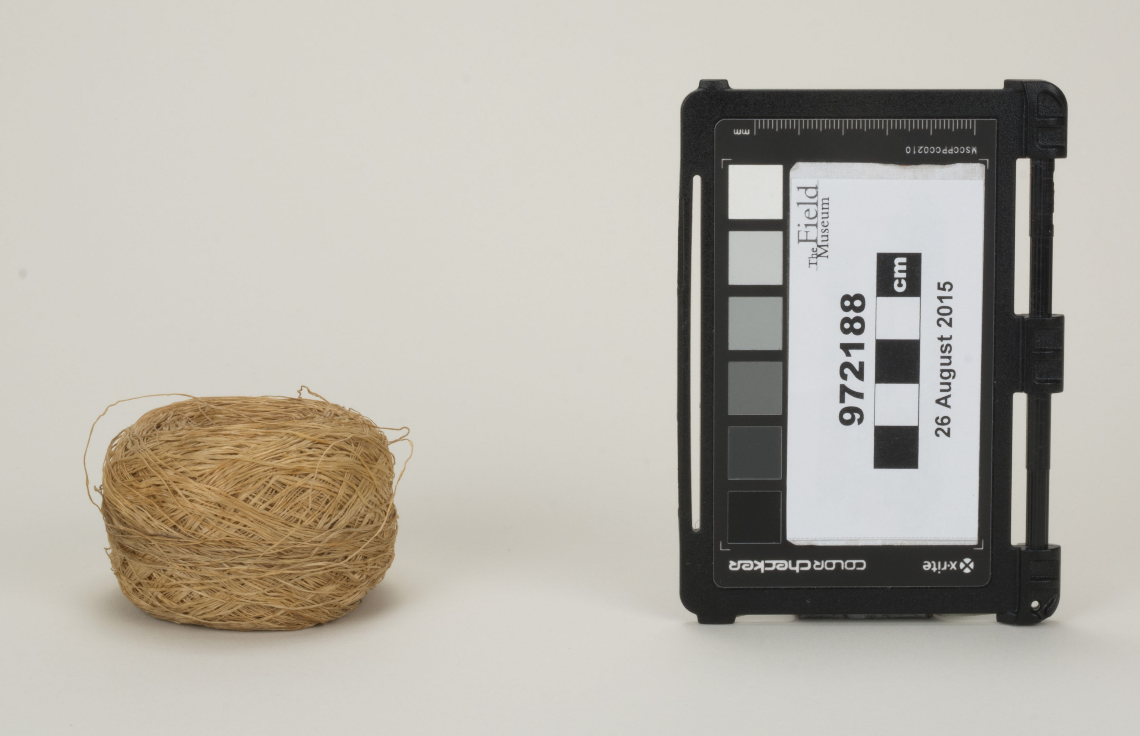 Front view (c) Field Museum of Natural History - CC BY-NC 4.0